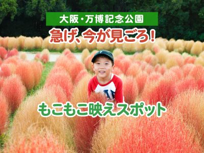 【大阪・万博公園】急げ、今が見ごろ！もこもこコキアの映えスポット！