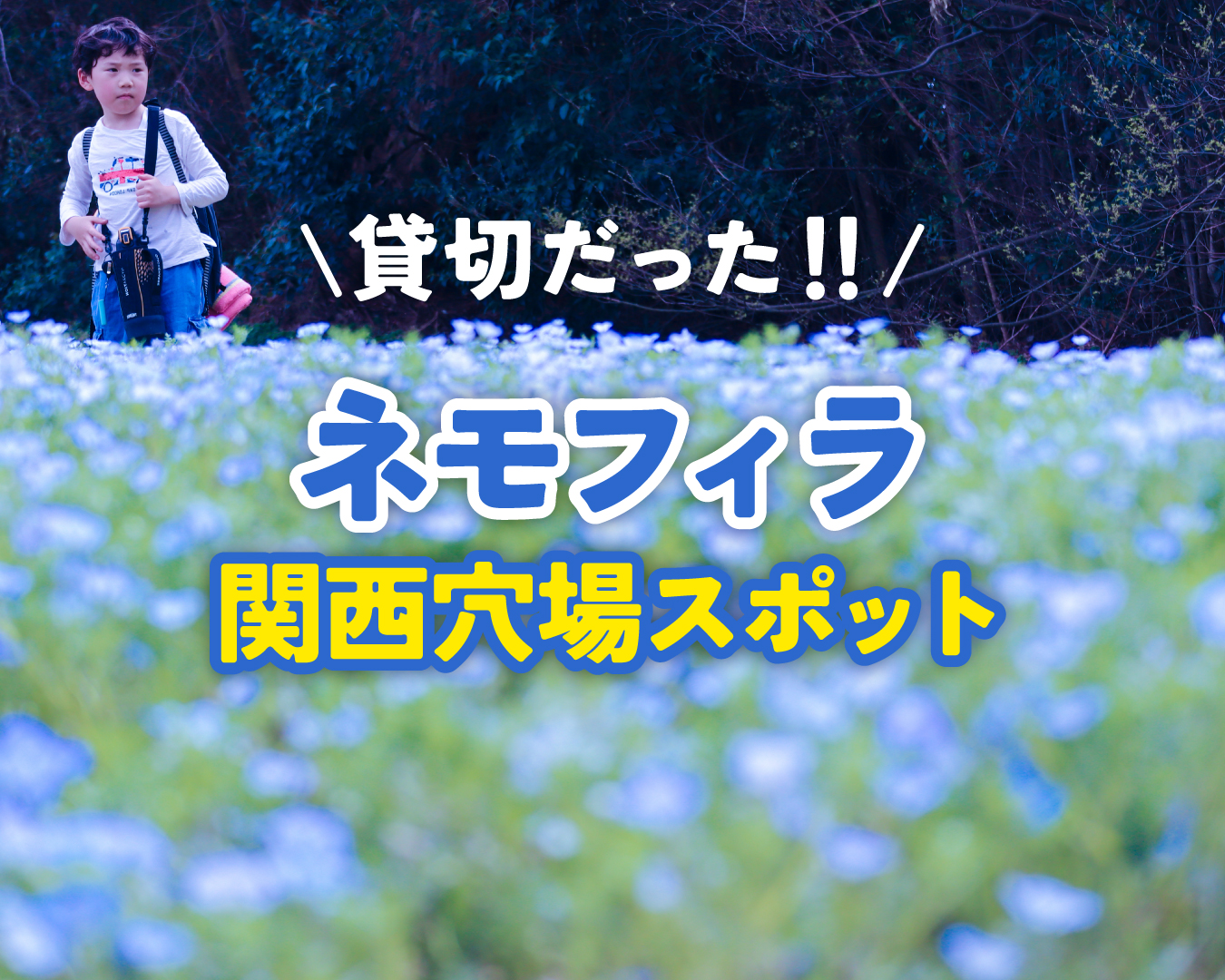 【関西】貸切だった！”ネモフィラ”超穴場フォトスポット教えちゃいます