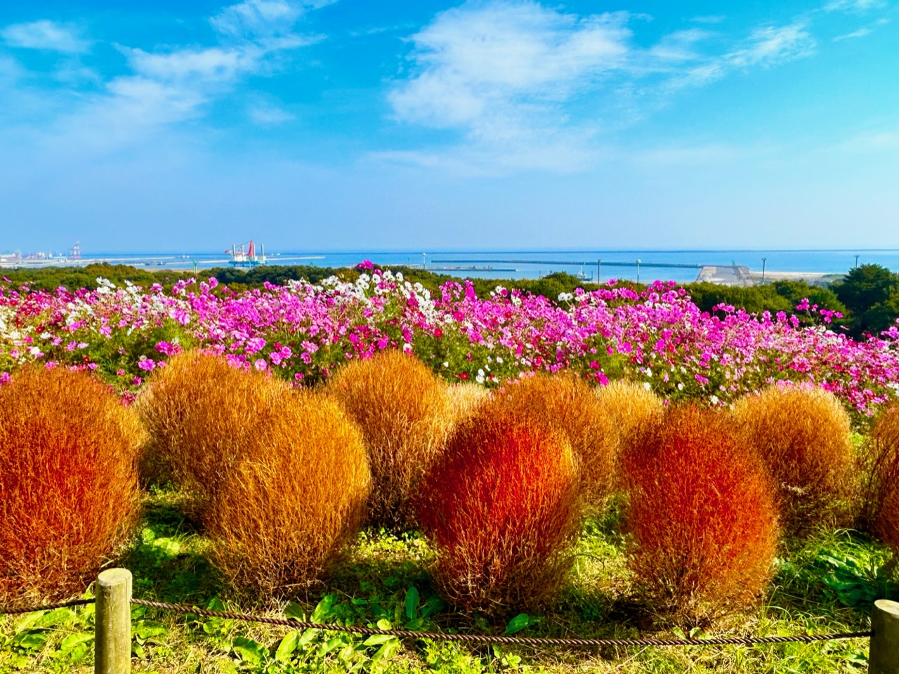 【茨城】魅力度最下位ってウソでしょ！？ひたち海浜公園は絶対行ってみて！