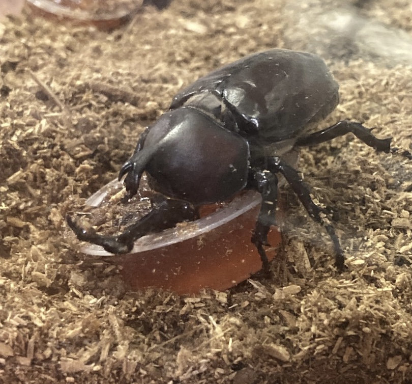 【カブトムシの飼い方】初心者向けに必需品、エサ、注意点を紹介