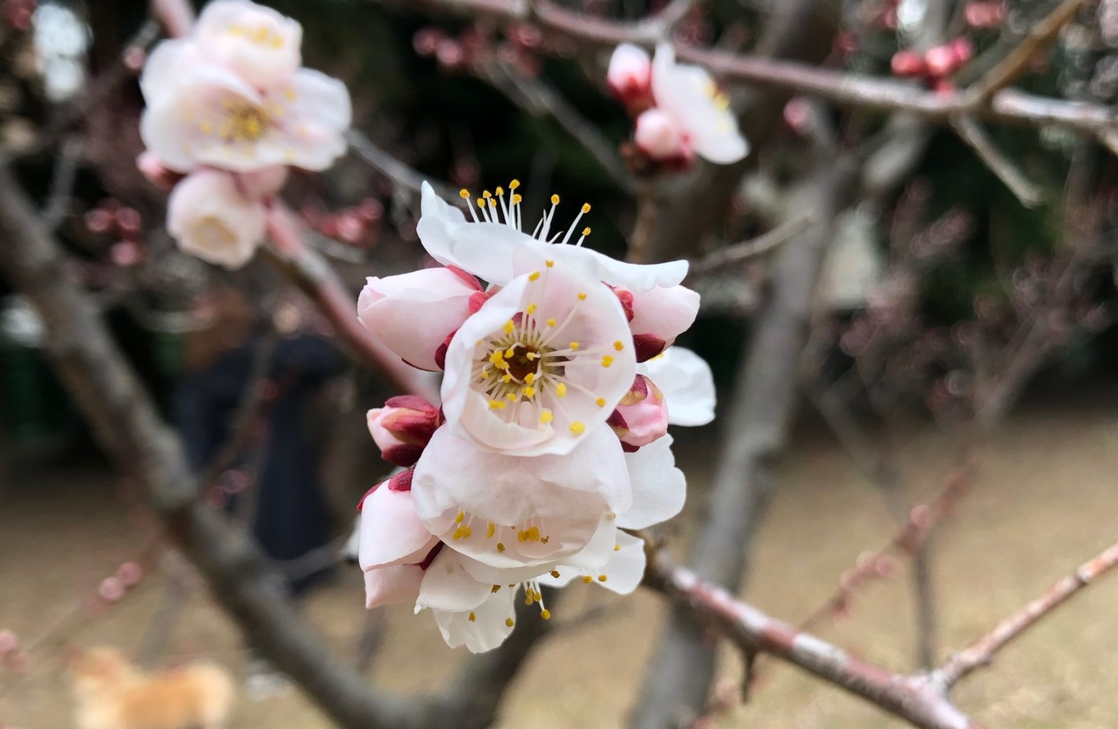 子どもは草花がお好き？モンテッソーリ流・散歩の達人になるには