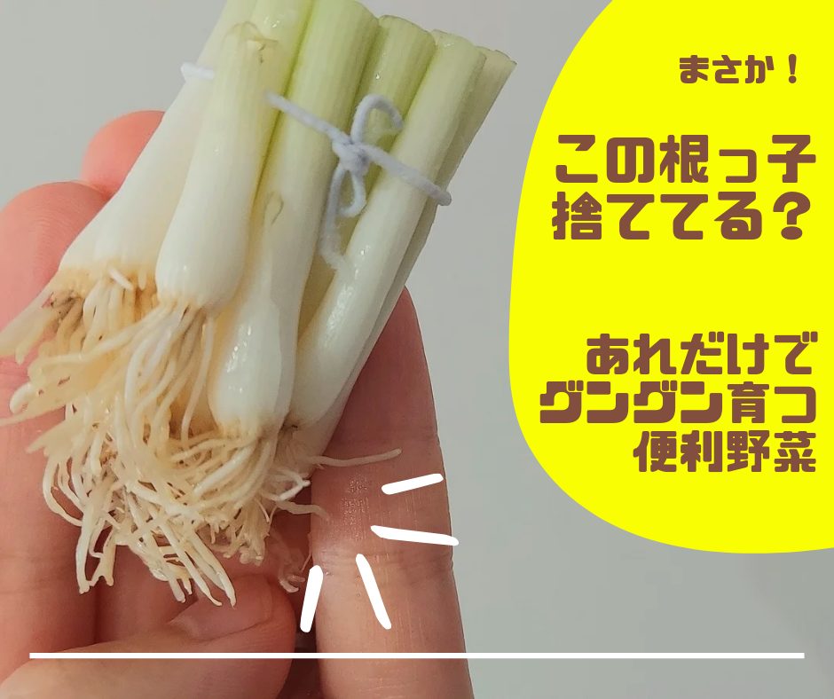 まさか【根っこ】捨ててる！？土に植えなくてもグングン伸び～る【便利野菜】