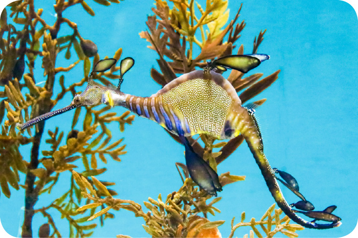 葛西臨海水族園