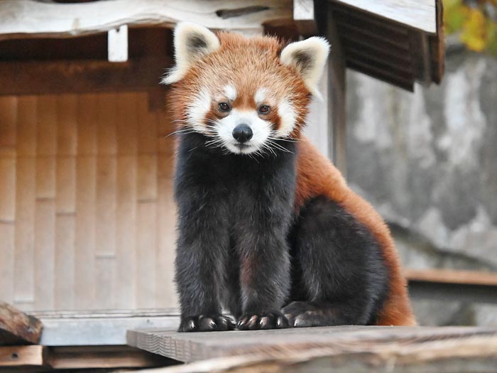 野毛山動物園