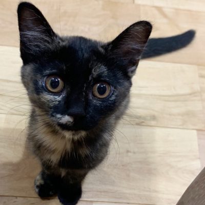 サビ猫がわが家にやってきた！猫好きも意外と知らない嫌われ柄？