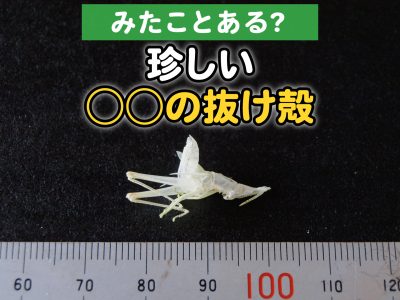 【発見！】見たことある？珍しい”◯◯の抜け殻”