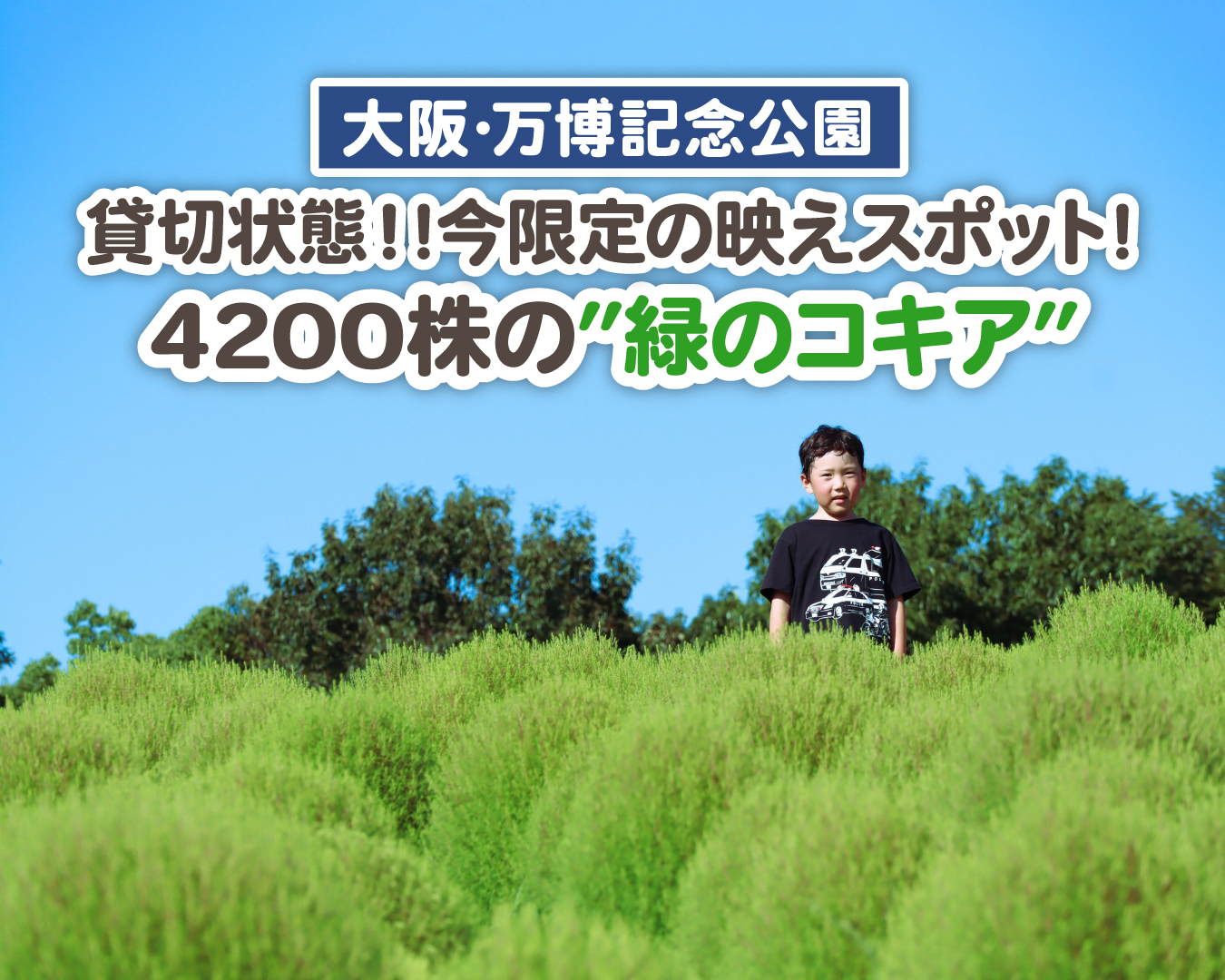 【大阪・万博公園】貸切状態だった！4200株の”緑のコキア”の映えスポット！