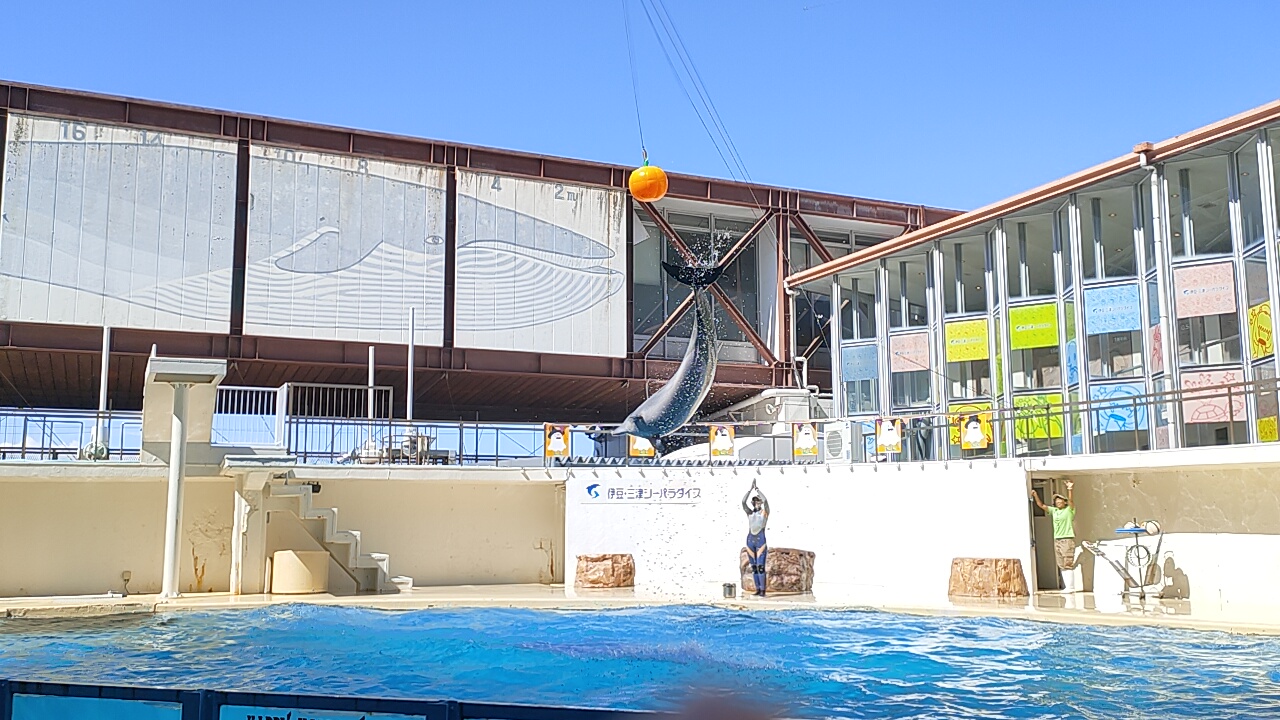 10年振りに行ったらすごかった！水族館「伊豆・三津シーパラダイス」