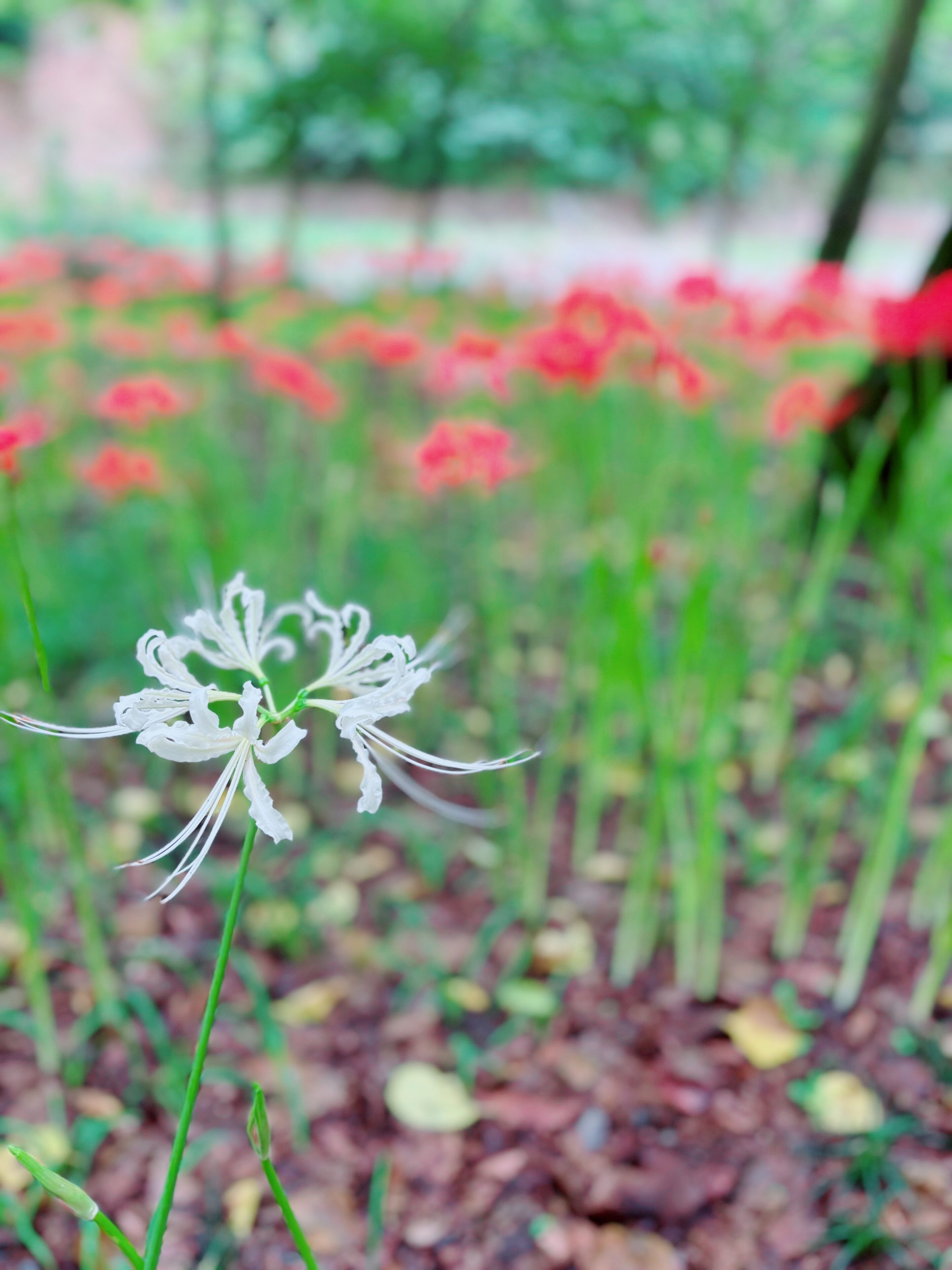 まるで赤いじゅうたん！秋の花【ヒガンバナ】家族で見てきました