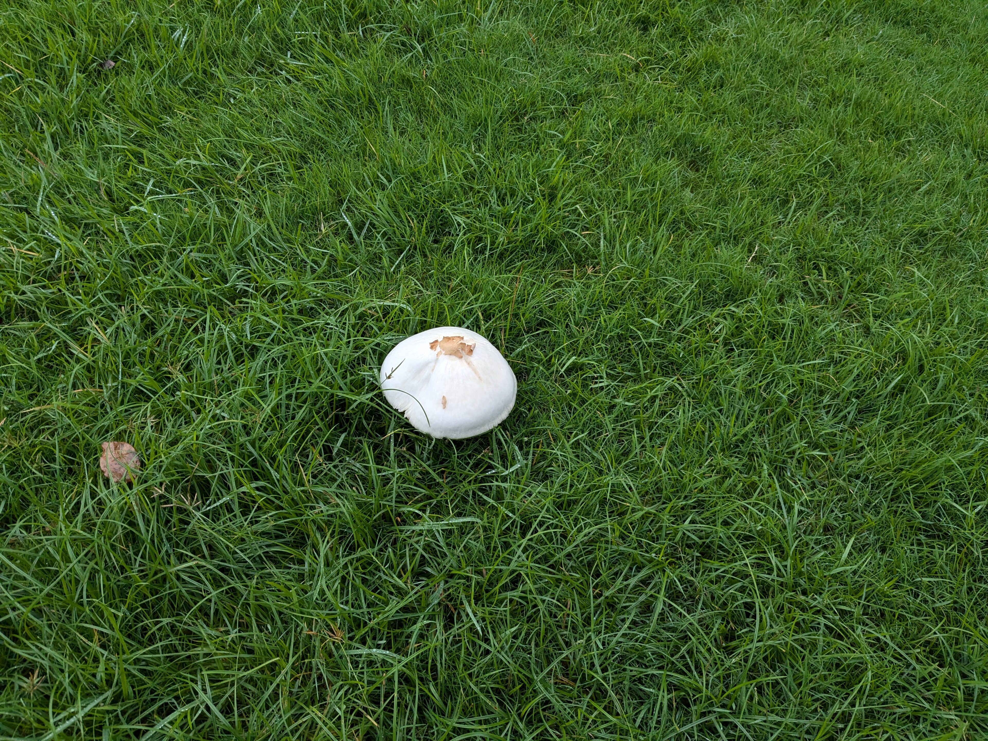 公園に大きなキノコが生えていたので調べてみたら…正体はまさかの…！？