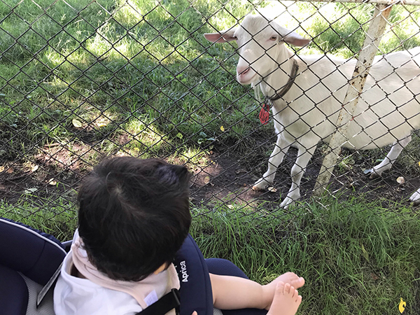 写真：「ふれあい広場」ヤギ