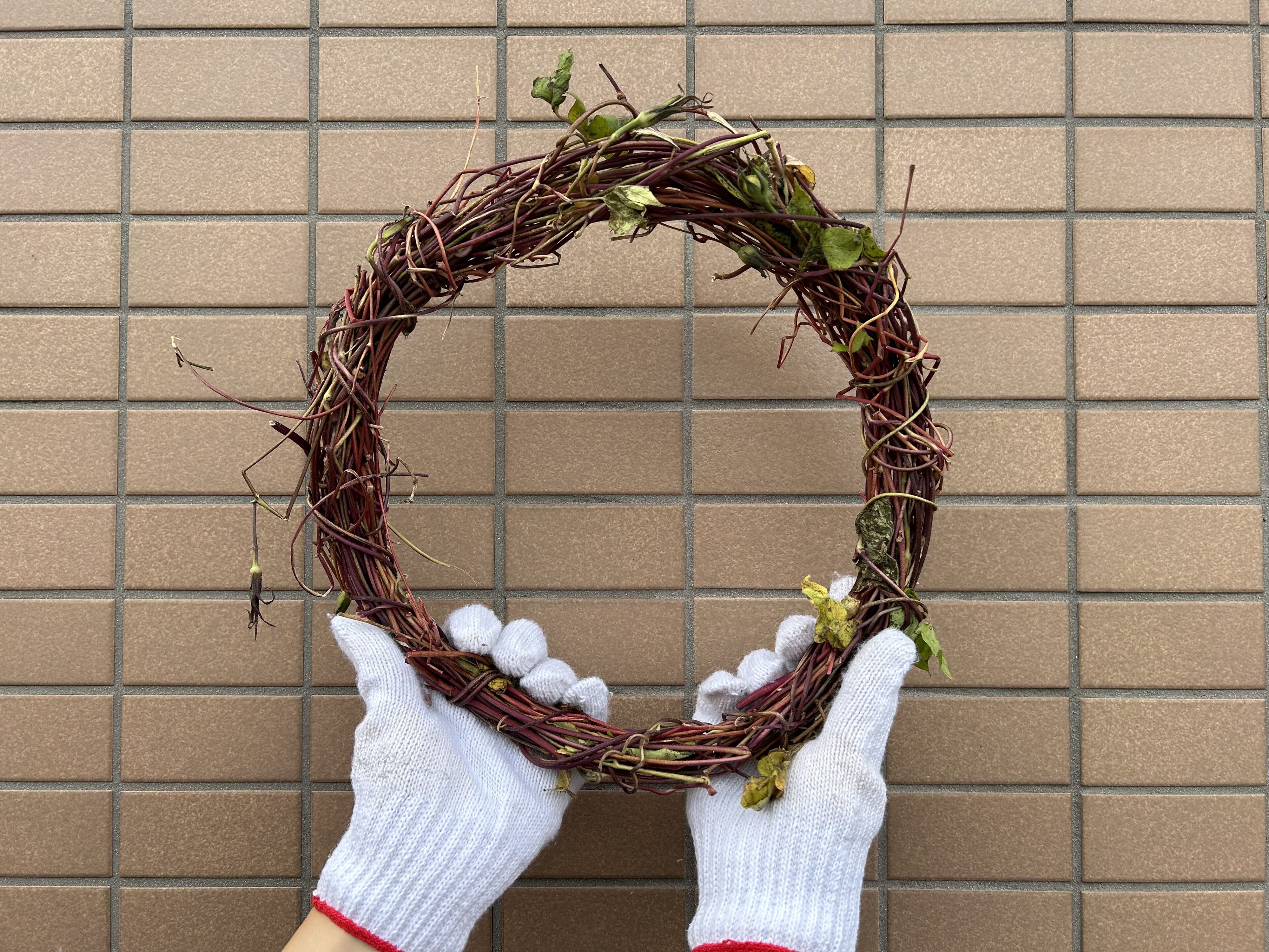 【クリスマス】小学１年生が育てた朝顔で初リース作り！