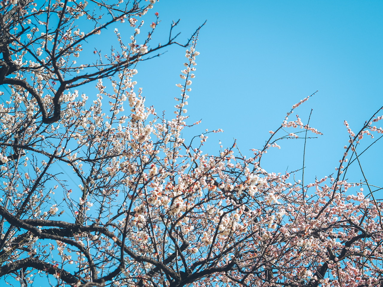 【入園・入学写真】梅？桜？ミモザ？今の時期がとってもオススメ！