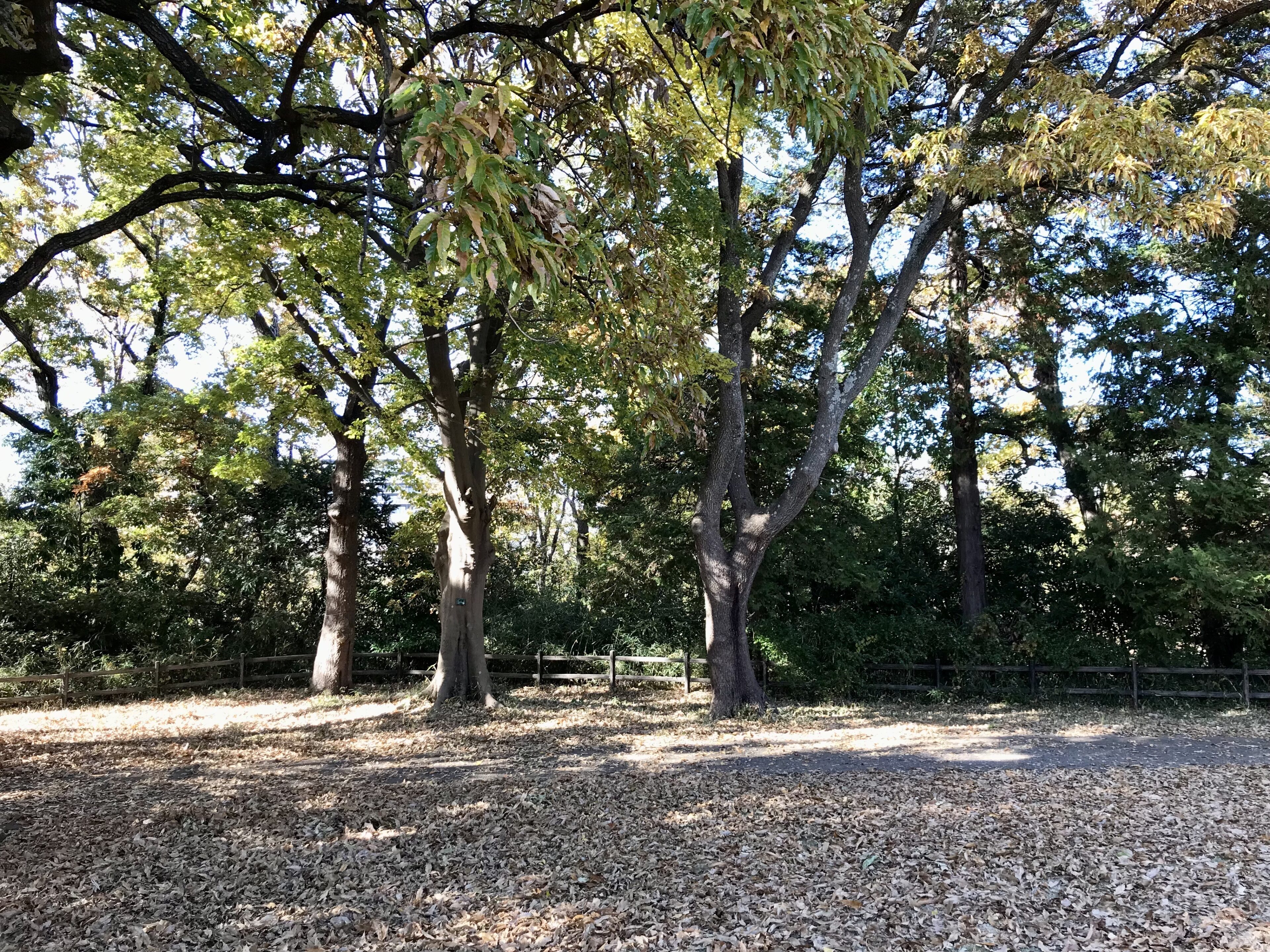 秋冬の公園も楽しい！意外とハマる、落ち葉遊び