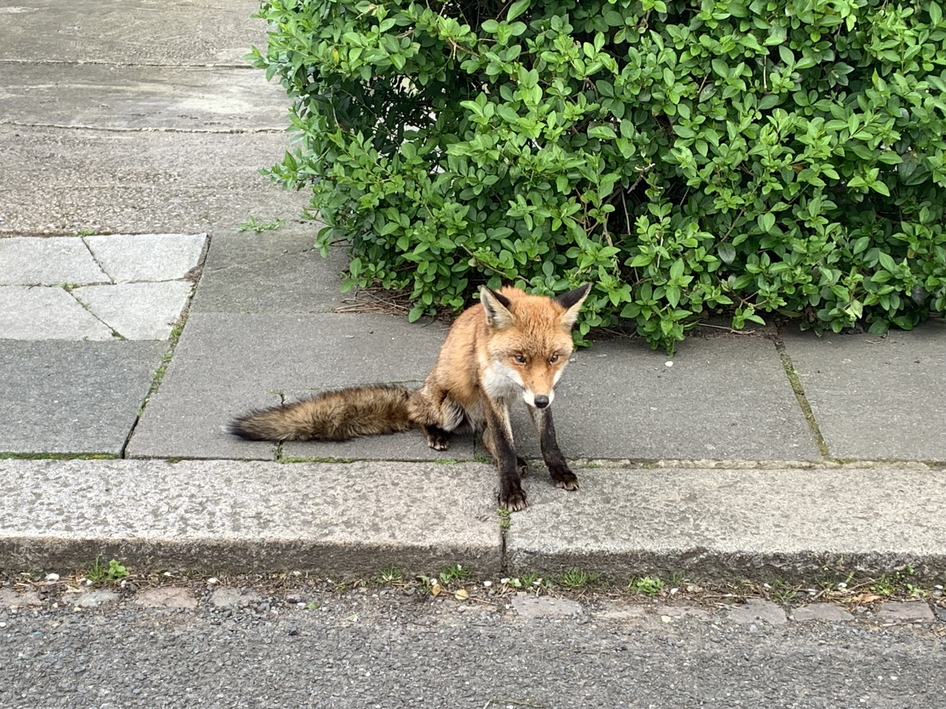 ちょっとほっこり？イギリス現地校からのメールに癒やされた