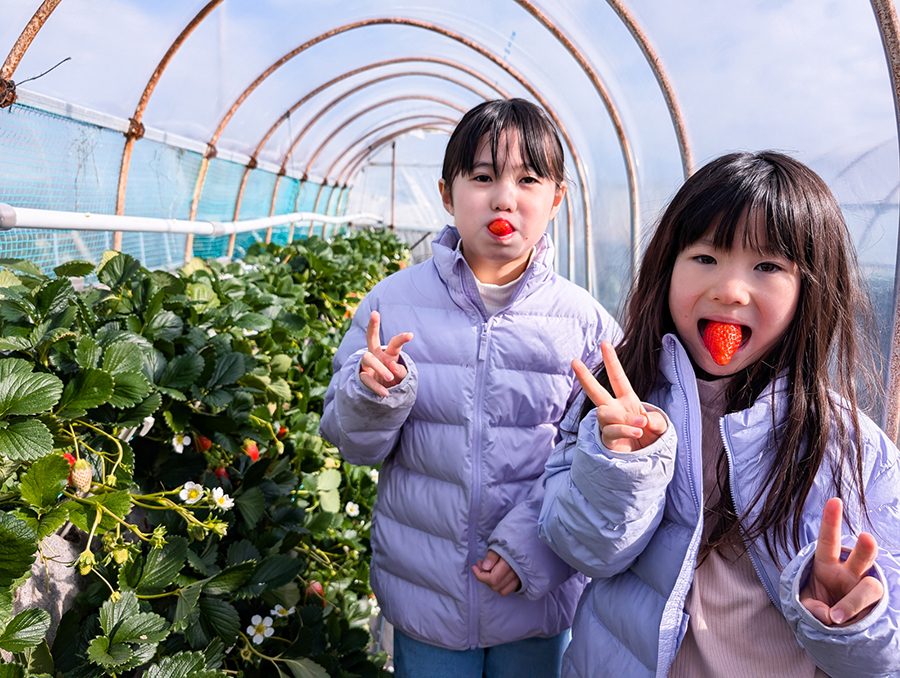 パパだけ子連れ旅の計画術「いちご狩り“ミステリー”ツアー」へ！