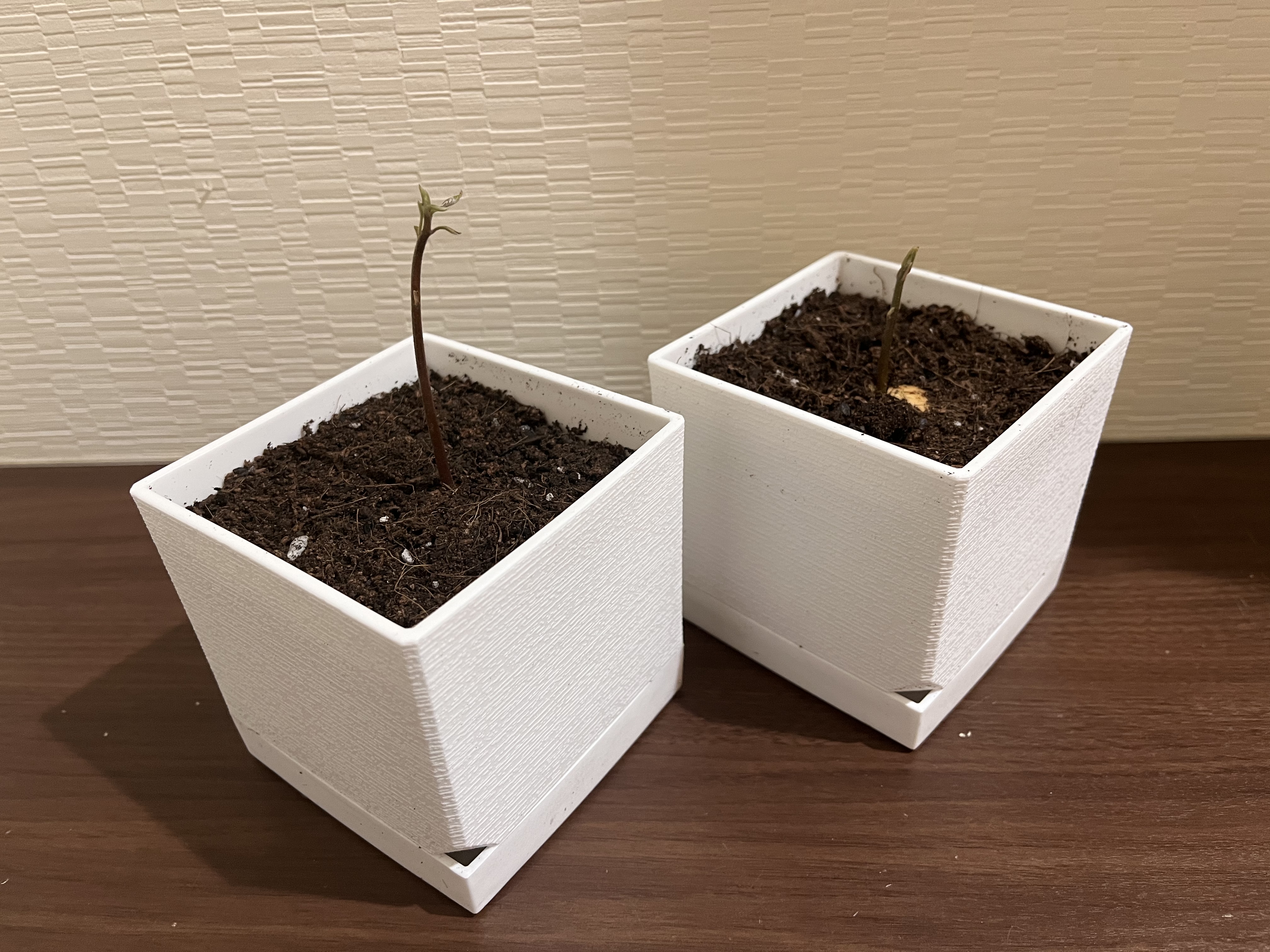 アボカドの種を植えて育ててみた！3カ月半の成長記録 | &あんふぁん