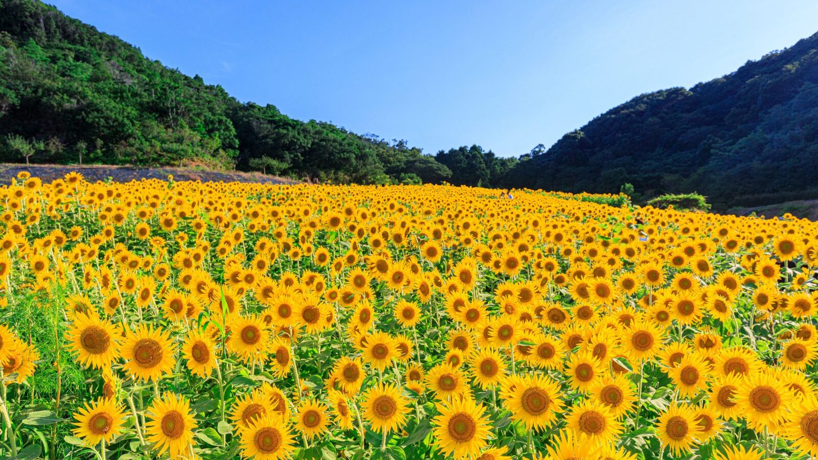 志摩市観光農園ひまわり