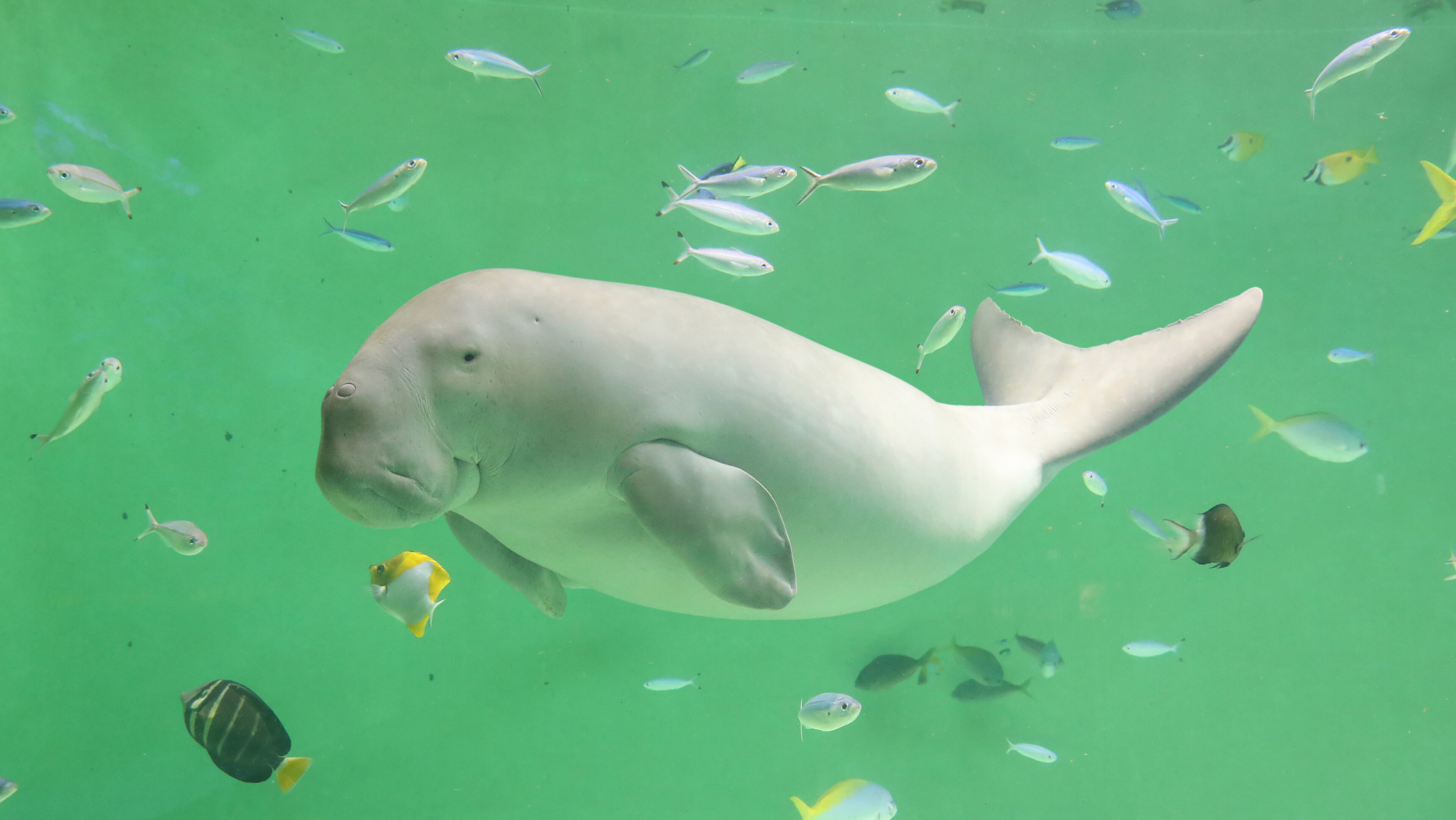 鳥羽水族館 ジュゴン