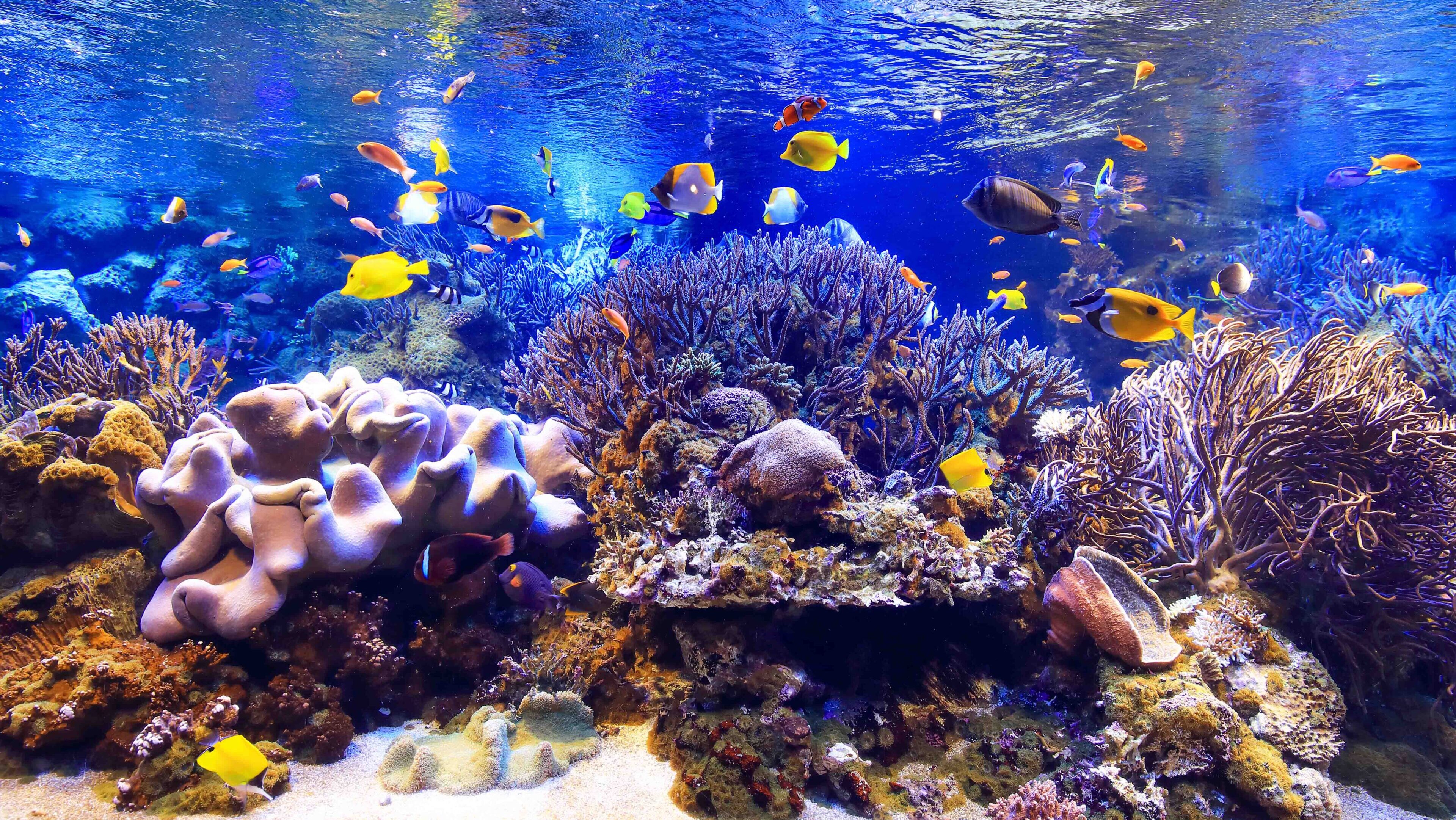 鳥羽水族館「サンゴ水槽」