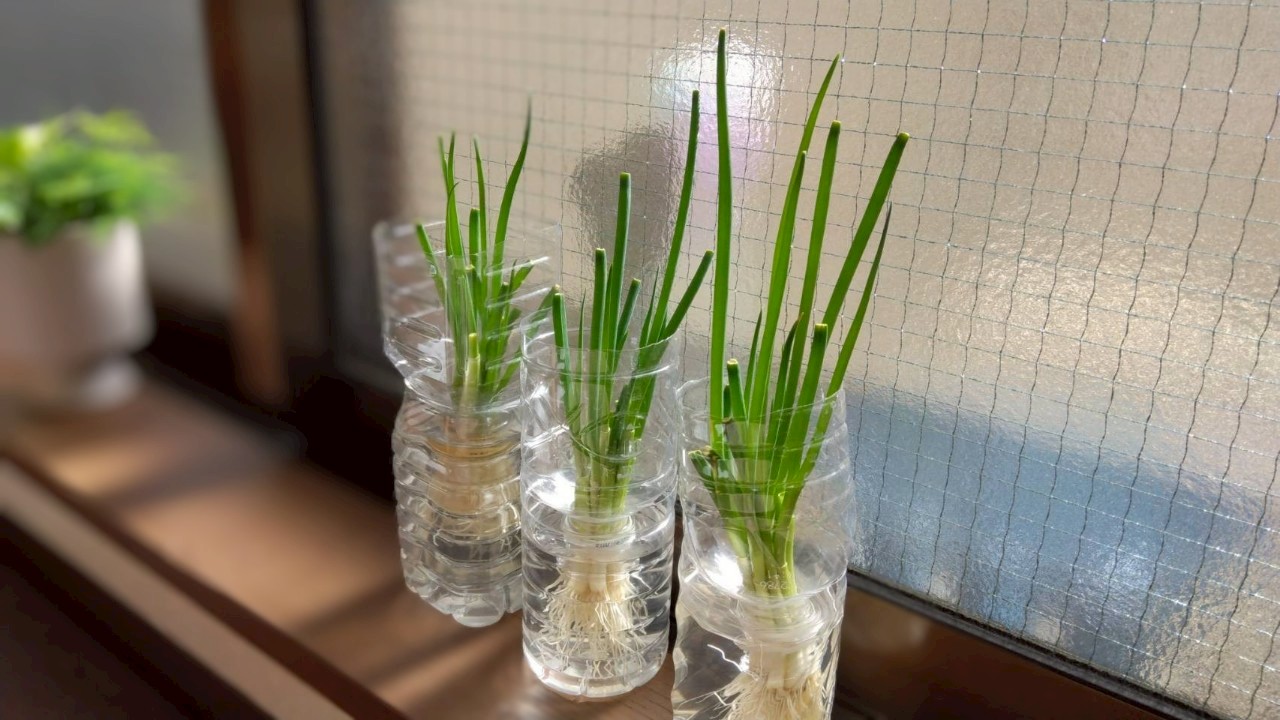 どのくらい伸びるかな?ゼロ円グリーン育成中、おすすめの野菜4選