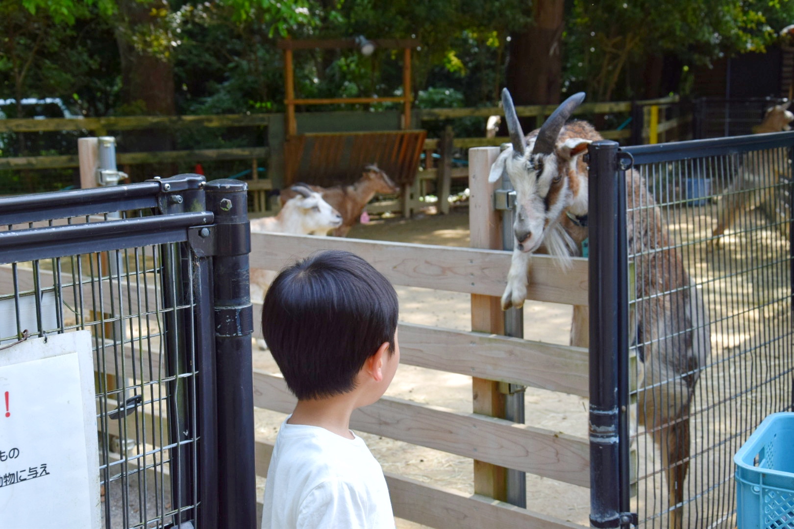 【埼玉】5歳児と行く!智光山公園「こども動物園」の楽しみ方