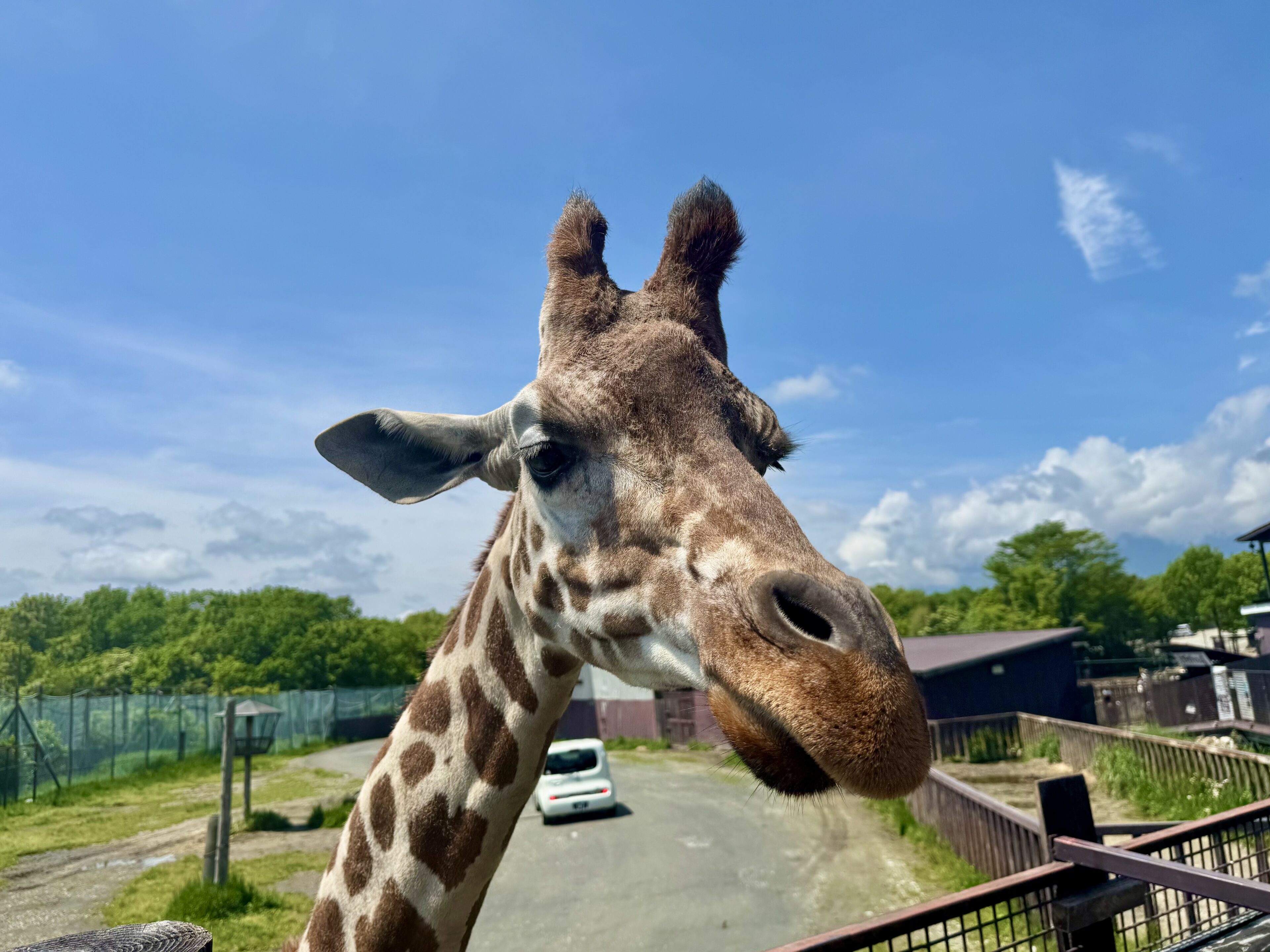 3cmの距離でライオンに餌やり!?那須サファリパークの魅力7選