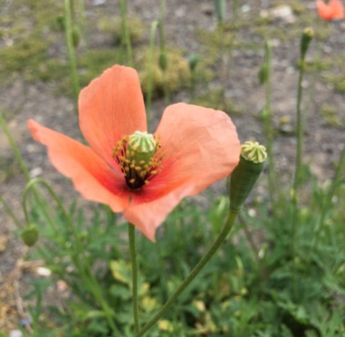 この花触らないで!よく道端に咲いているこのお花に要注意