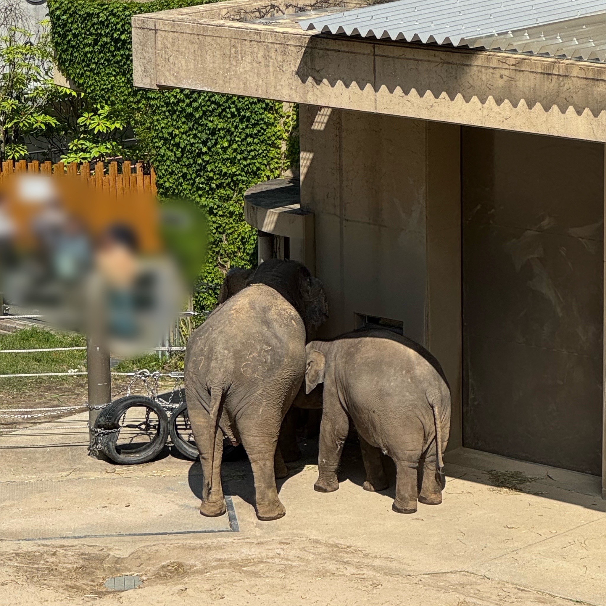 【福岡市動植物園】7年ぶりにゾウが4頭やってきた!悲しいニュースを乗り越え公開!驚きのゾウ舎も!
