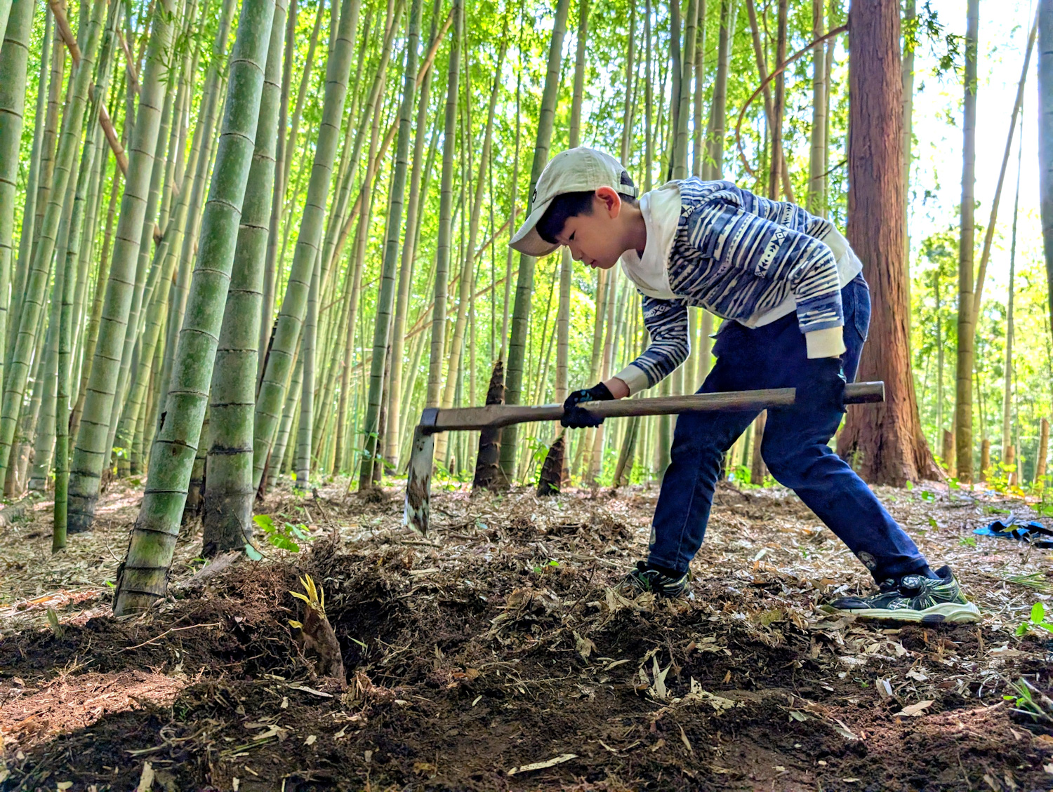 【おでかけ】春の○○狩りの新定番に!癒しの竹林でたけのこ狩り