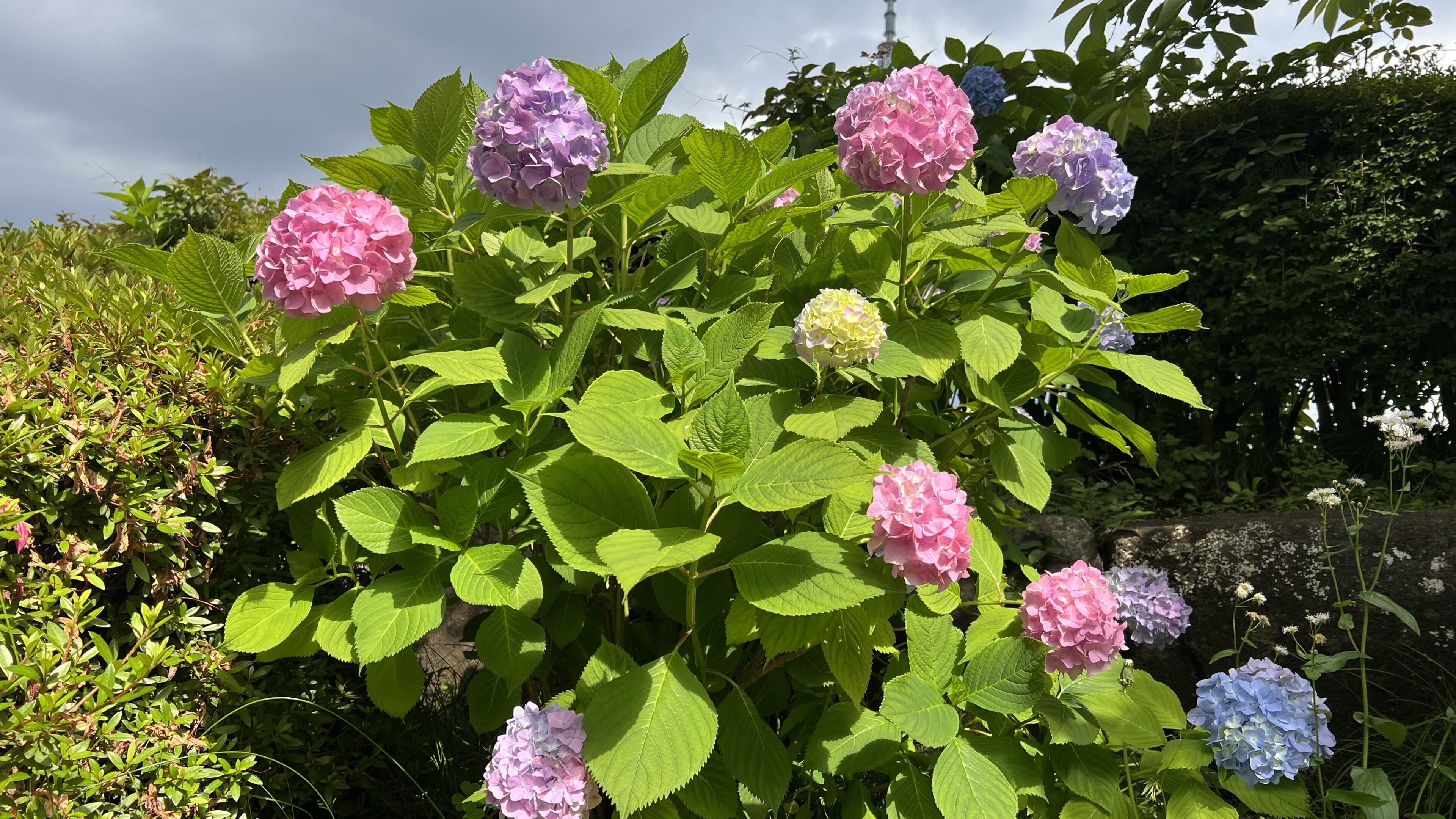 紫陽花が見頃!子どもと遊びながら楽しめる公園