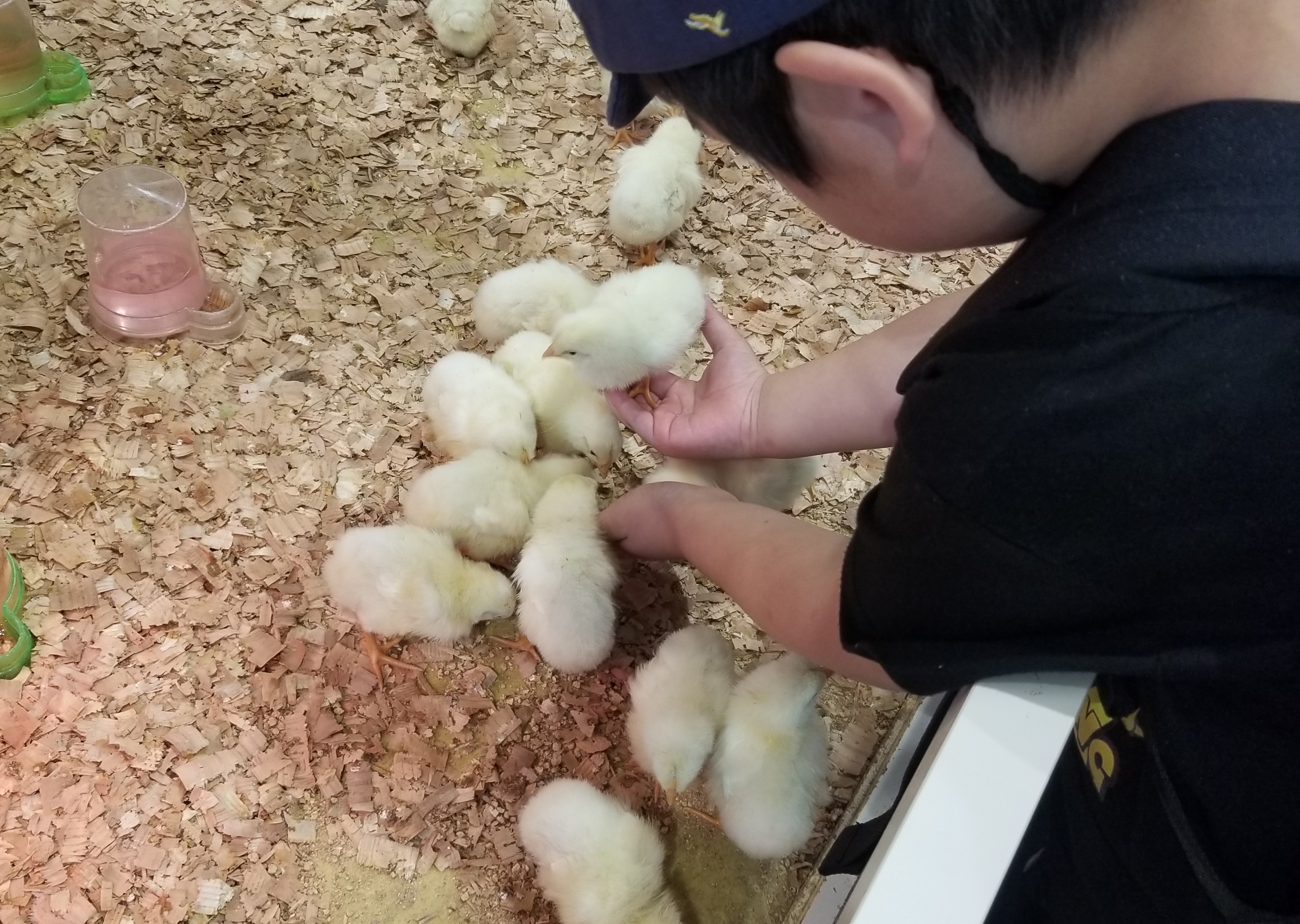 【横浜市・みなとみらい】これぞゼロ距離!手のひらいっぱいのヒヨコに癒される♪「アニタッチ」で動物とふれ合おう