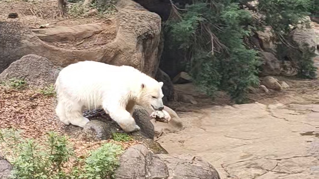 ホッキョクグマの赤ちゃんに会える!ズーラシア子連れレポ