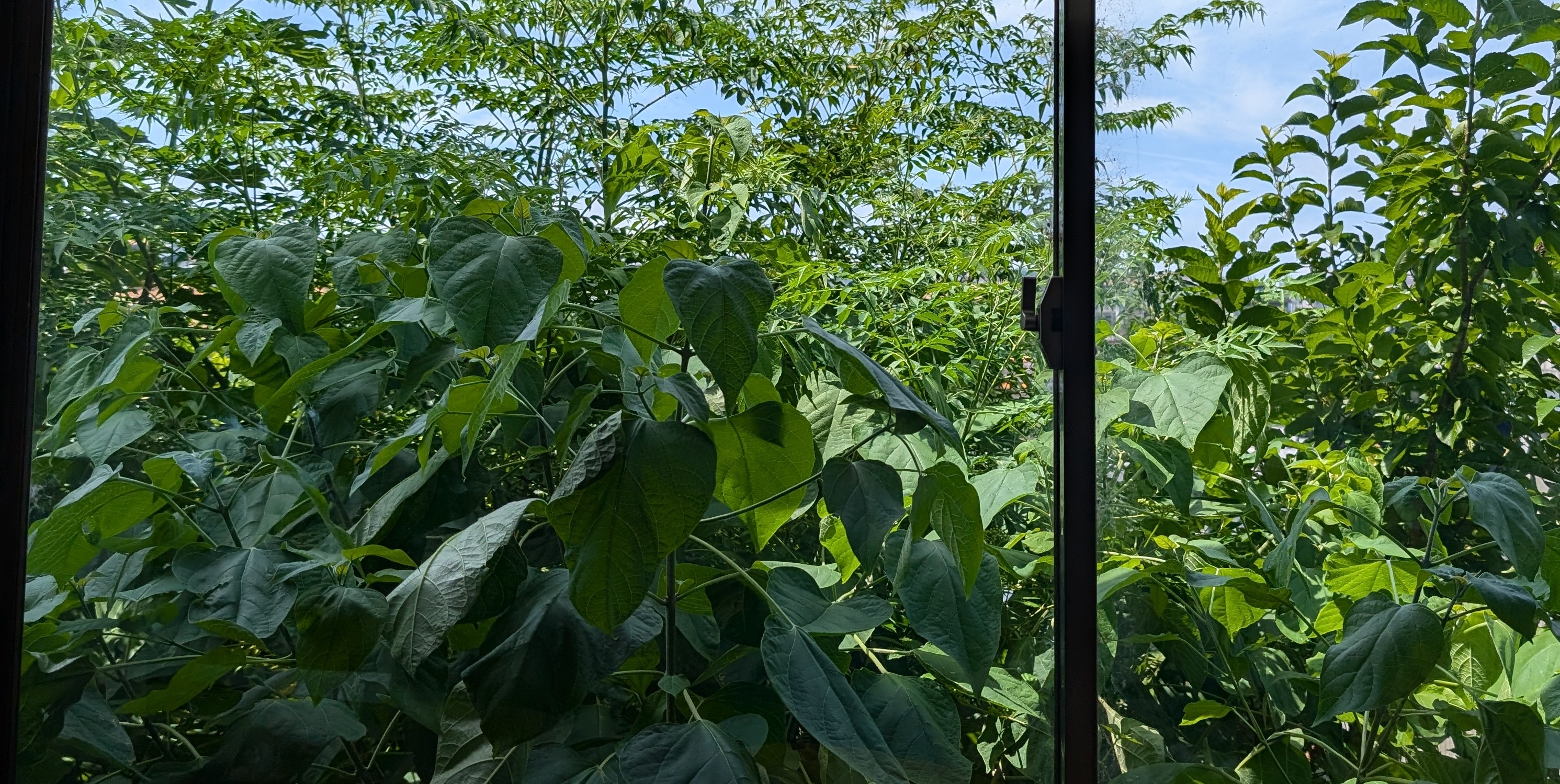まさかの庭の雑草対策「ヤギ借りてきた!」とパパ…子どもは喜んだけど、庭の末路は?