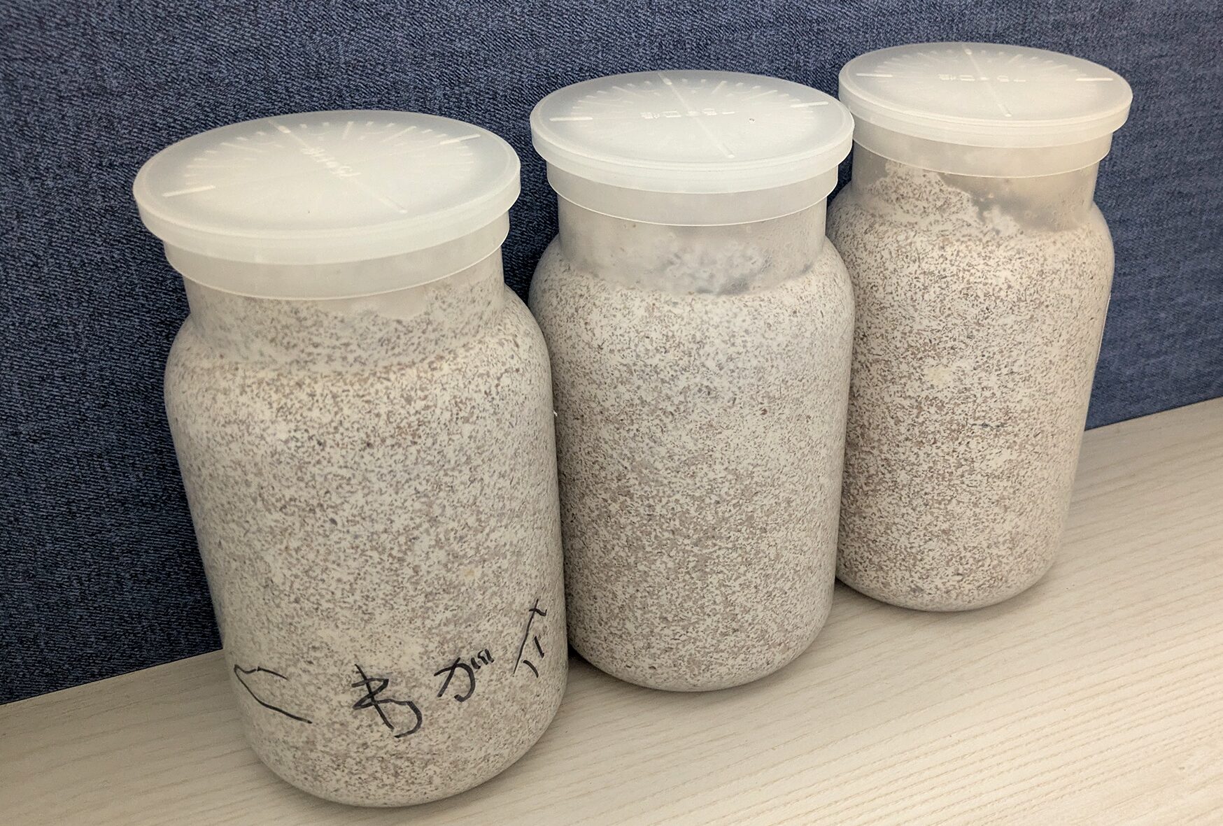 虫苦手一家だけどパパが「クワガタの幼虫」もらってきた…!無事成虫まで育てられた?