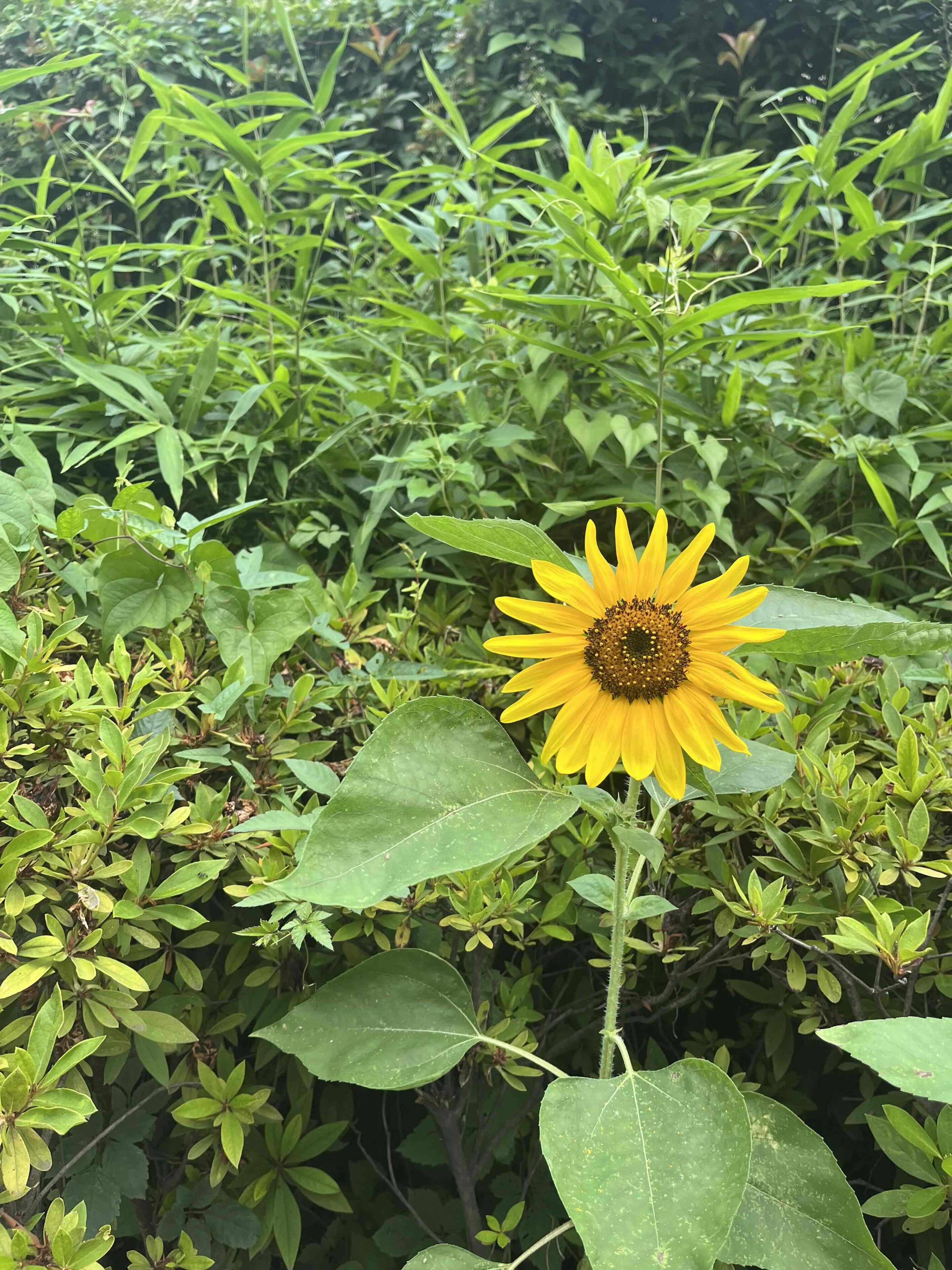 【ワンオペおでかけ】手ぶらで行けて、子どもも楽しい！池袋から1駅の住宅街にある公園！