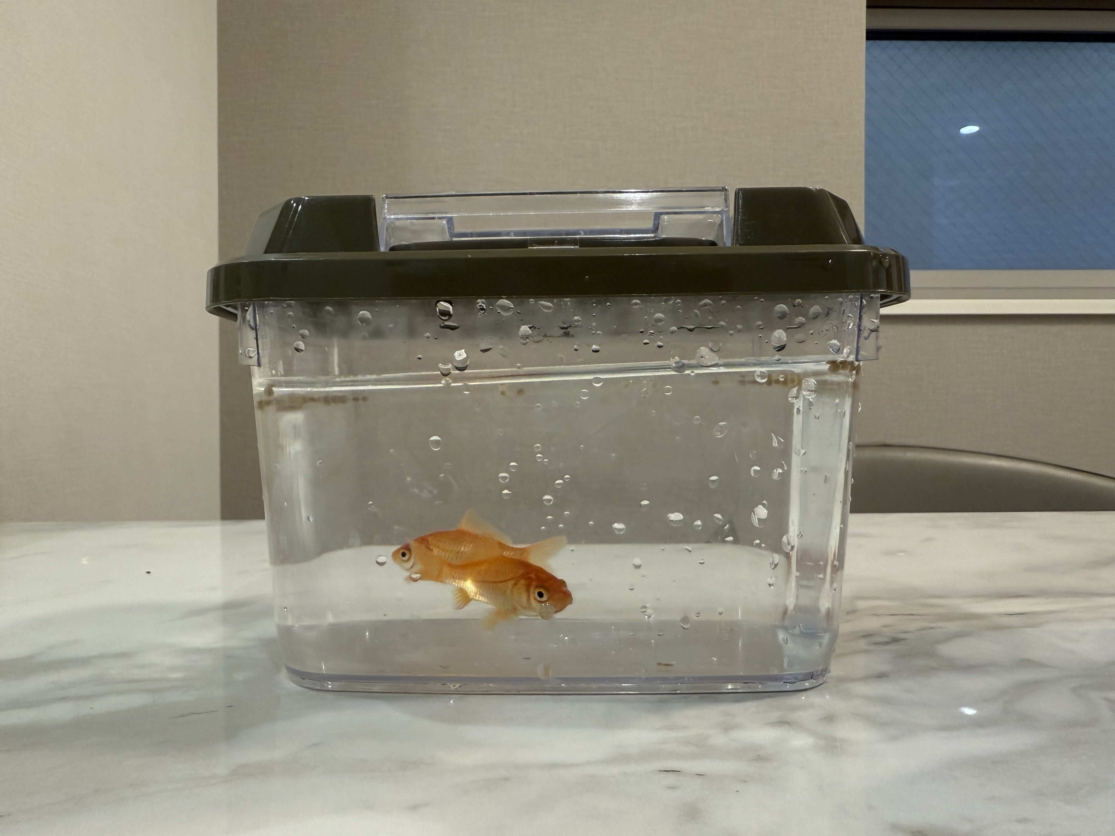 我が家に金魚がやってきた!!金魚グッズも100円ショップで揃うとは…