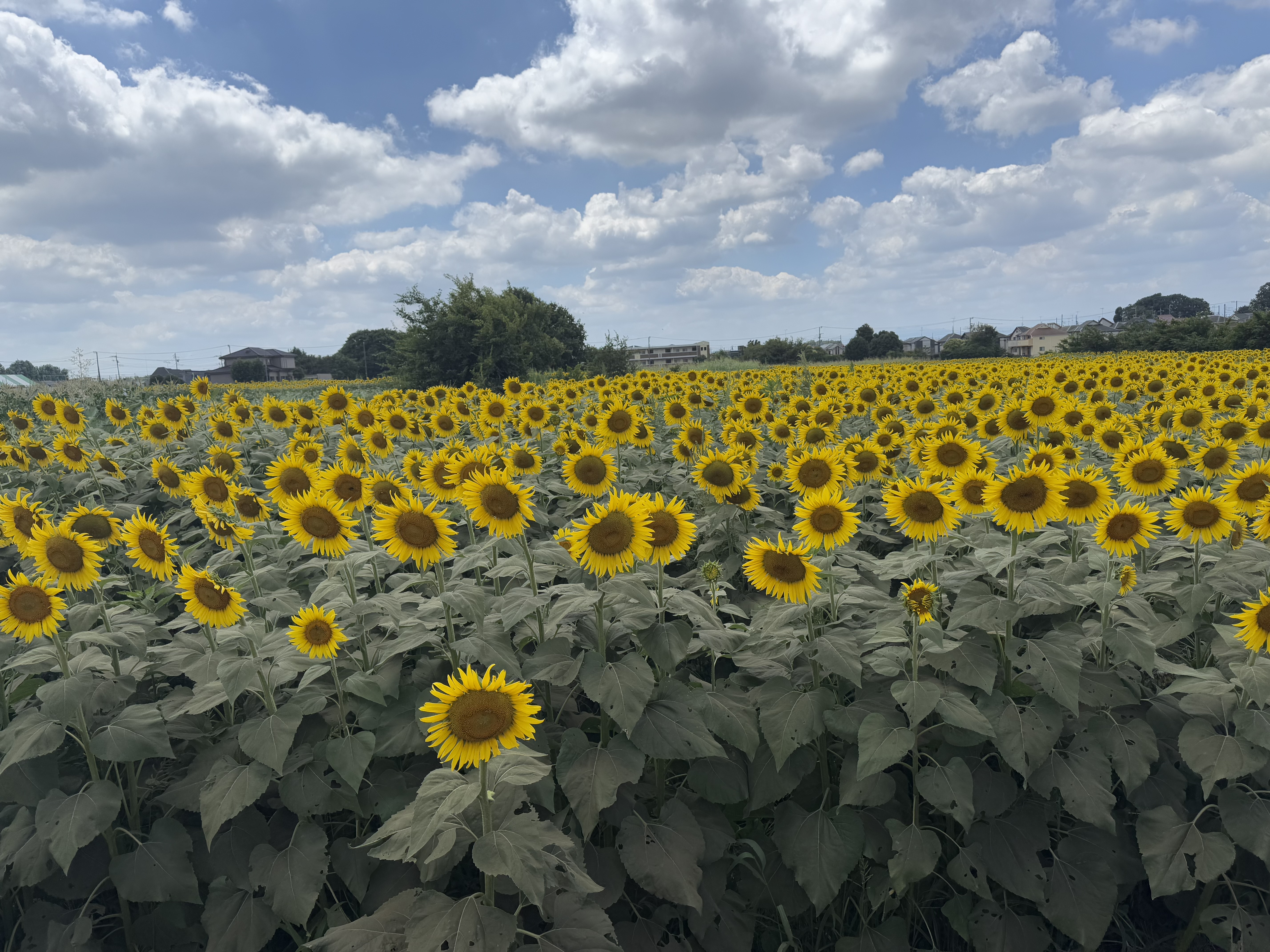 都内最大級のひまわり畑！清瀬ひまわりフェスティバル完全ガイド｜無料