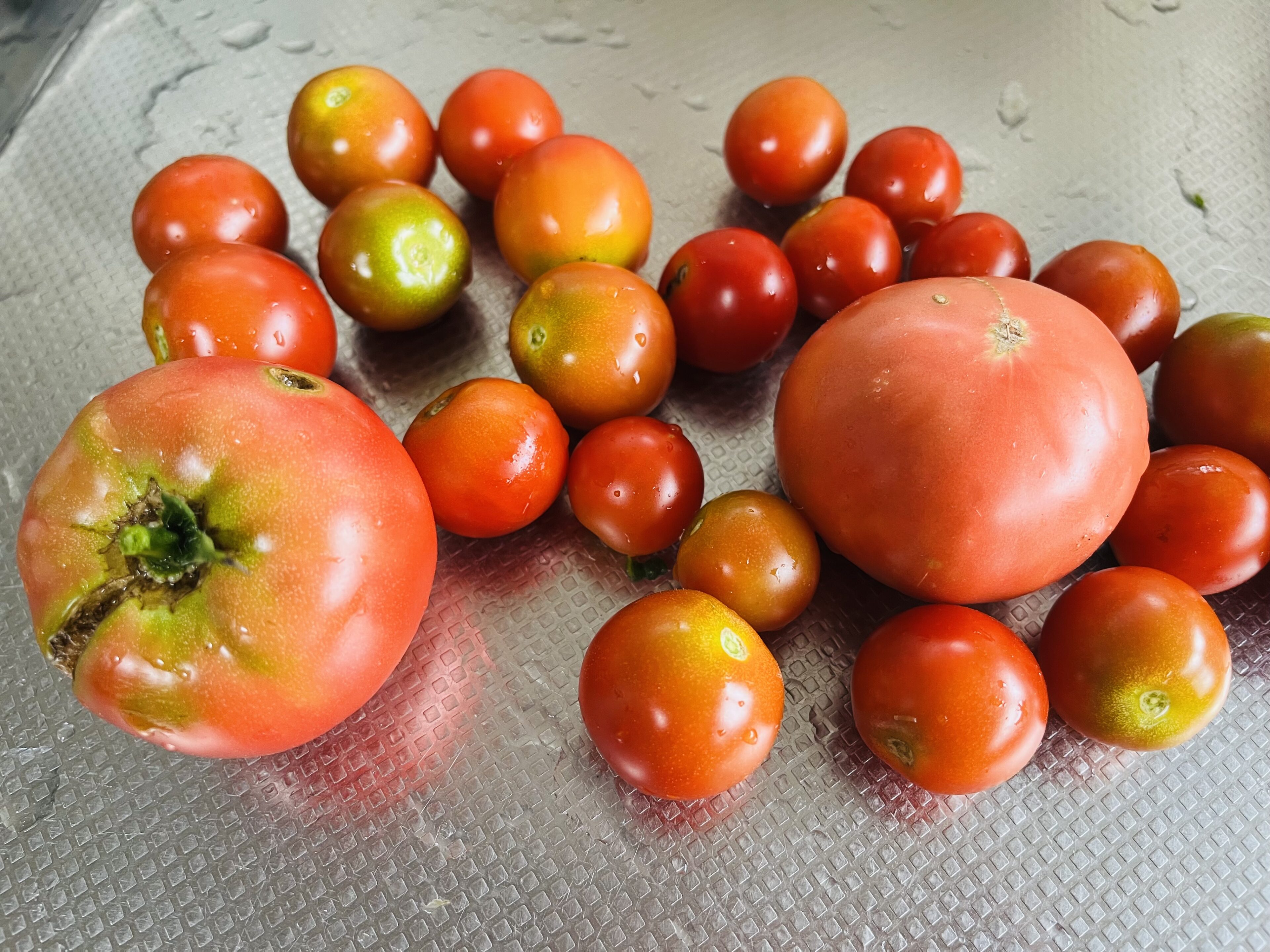トマトは野菜なの？フルーツ（果実）なの？夏休みの自由研究で娘と一緒に調べてみた