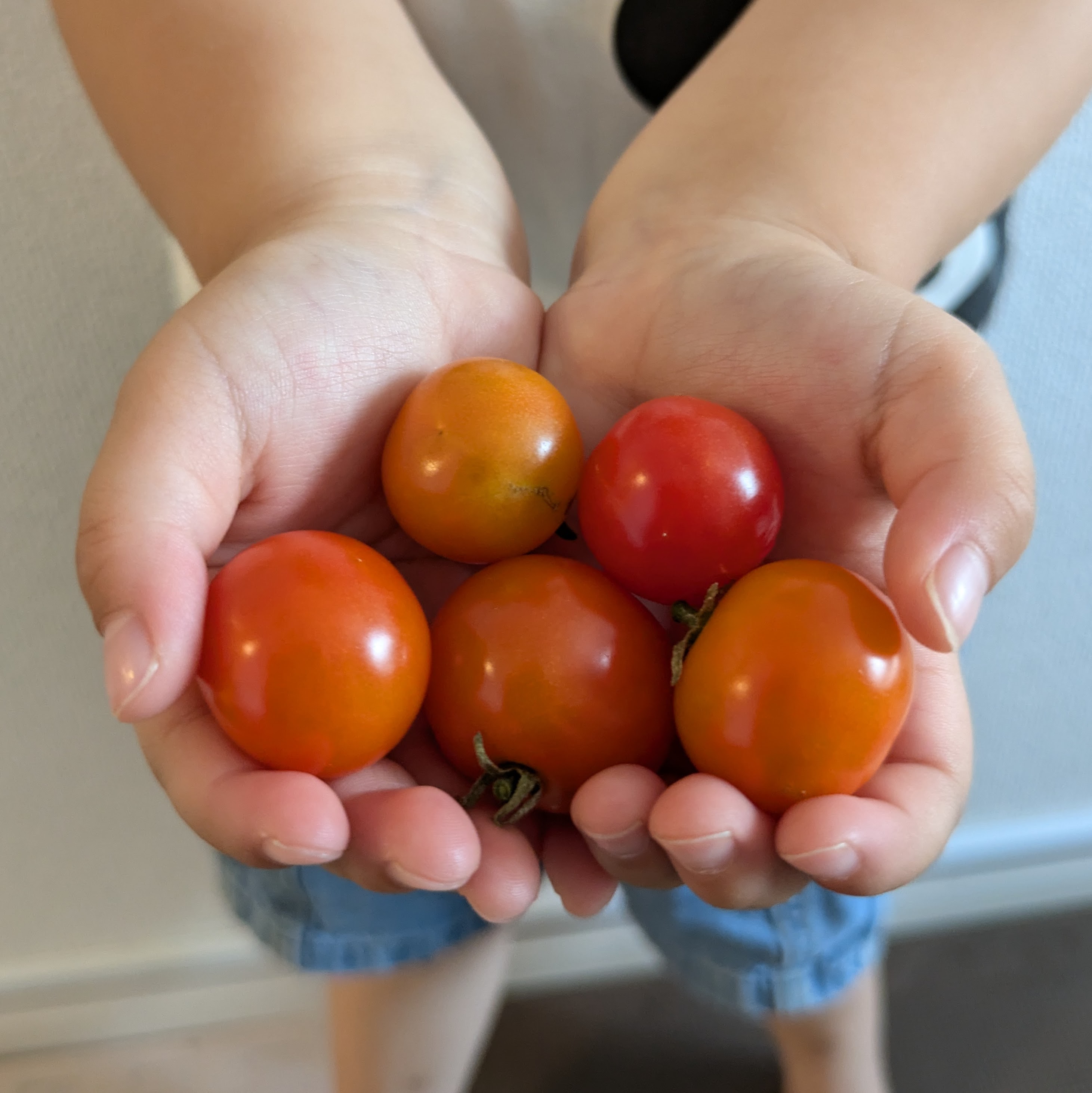 【家庭菜園の結果】3,500円かけて手にした夏野菜のお味は？～2歳と3歳の子どもたちの好き嫌いの行方～