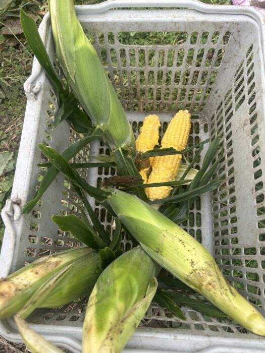 北海道で「とうきび」収穫体験！子どもと一緒に楽しむ思い出