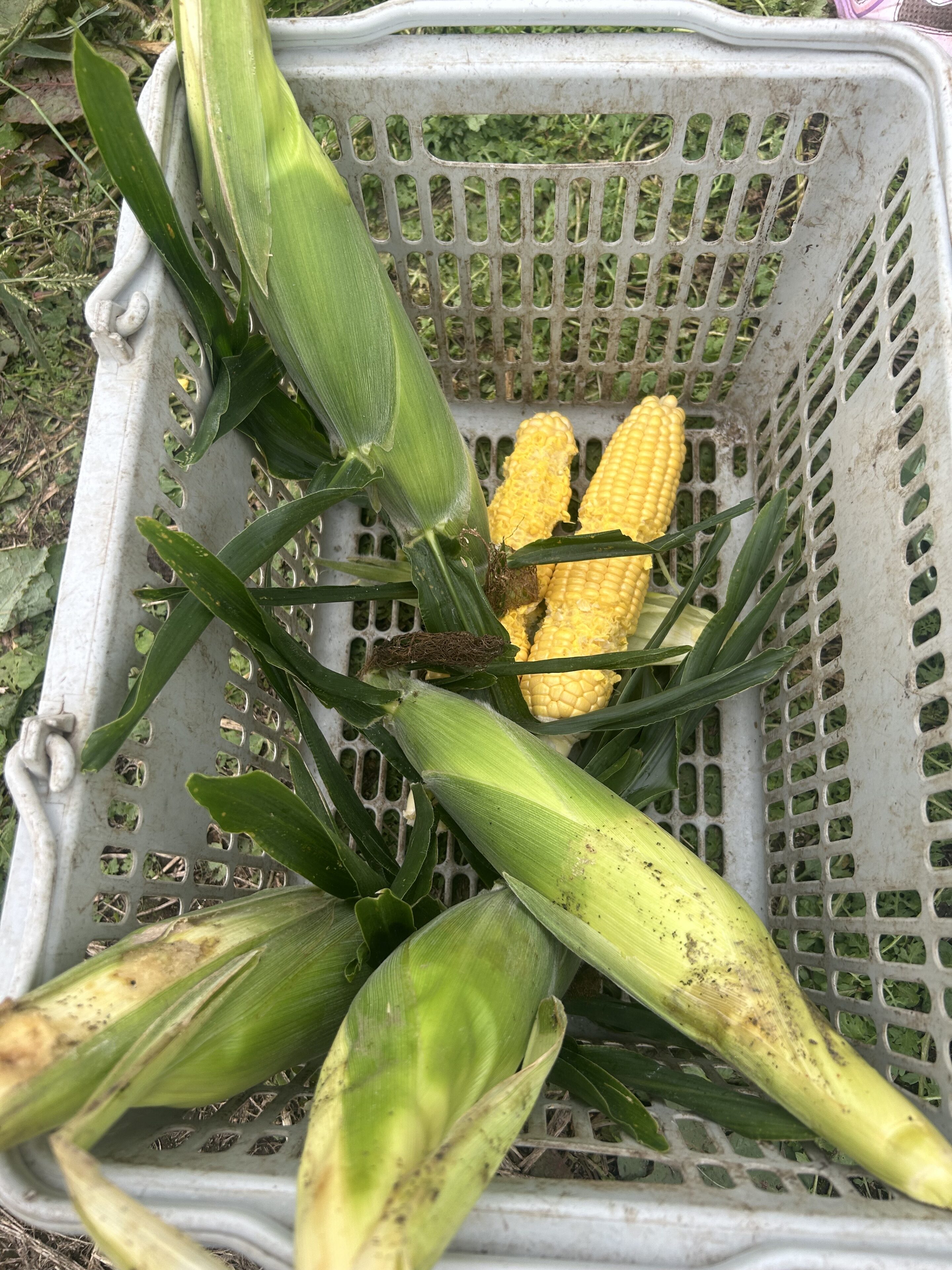北海道で「とうきび」収穫体験!子どもと一緒に楽しむ思い出