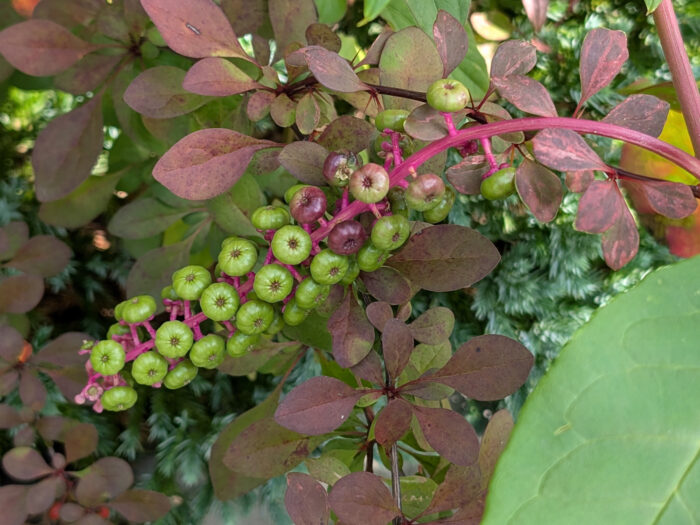 秋に気をつけたい！公園や道ばたでよく見かける有毒植物2選
