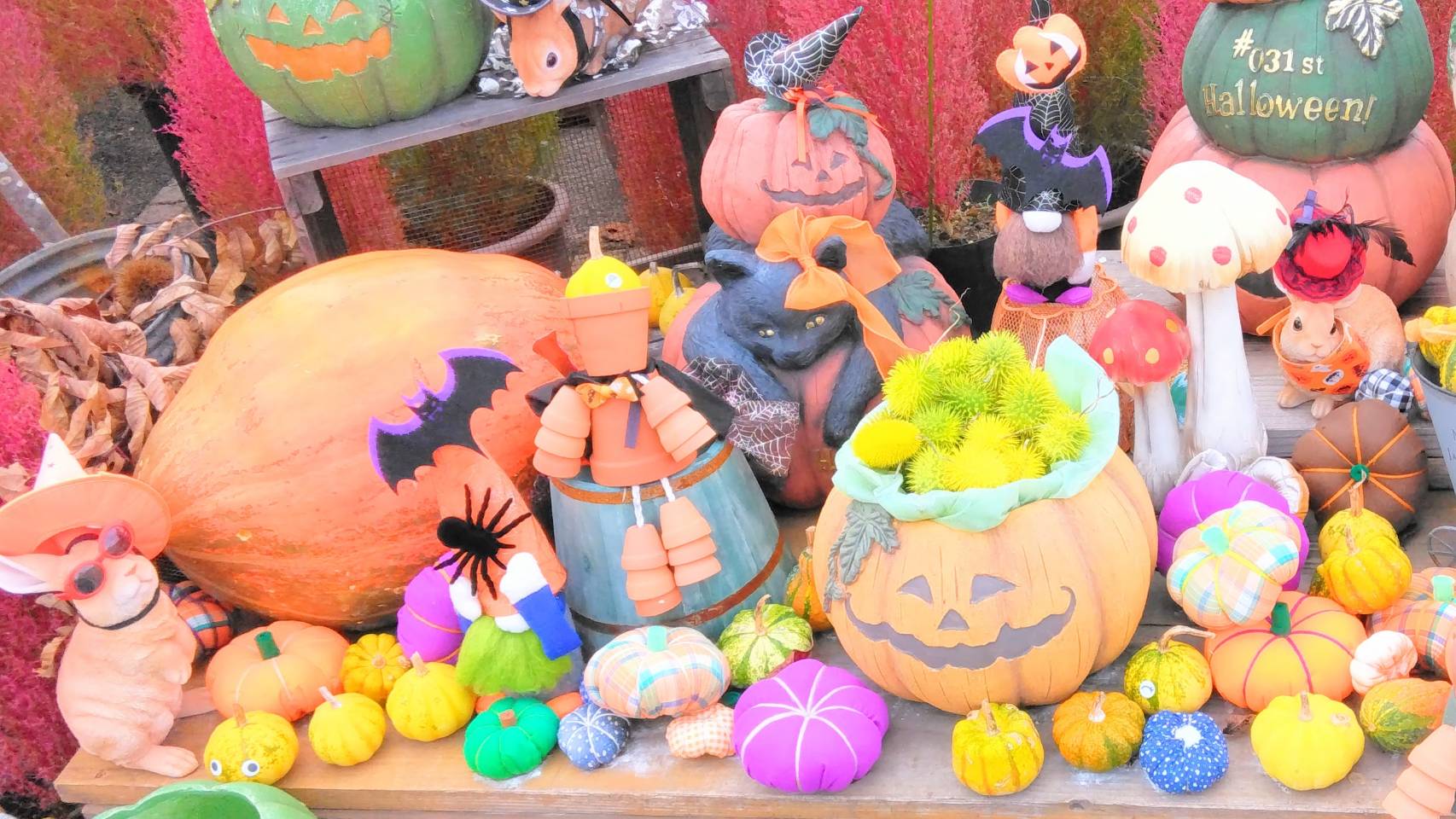 我が家のクモ共存対策!「ハロウィンだから」では済まない今後に備えて