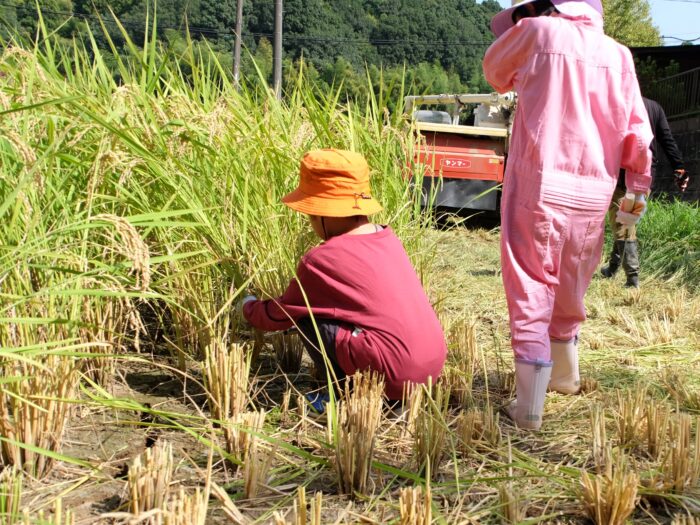 お米の「田植え」から「収穫」まで体験して感じたこと