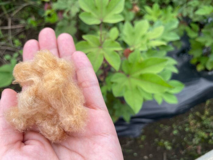 【クセになる楽しさ】ふわふわのオーガニックコットン収穫体験！