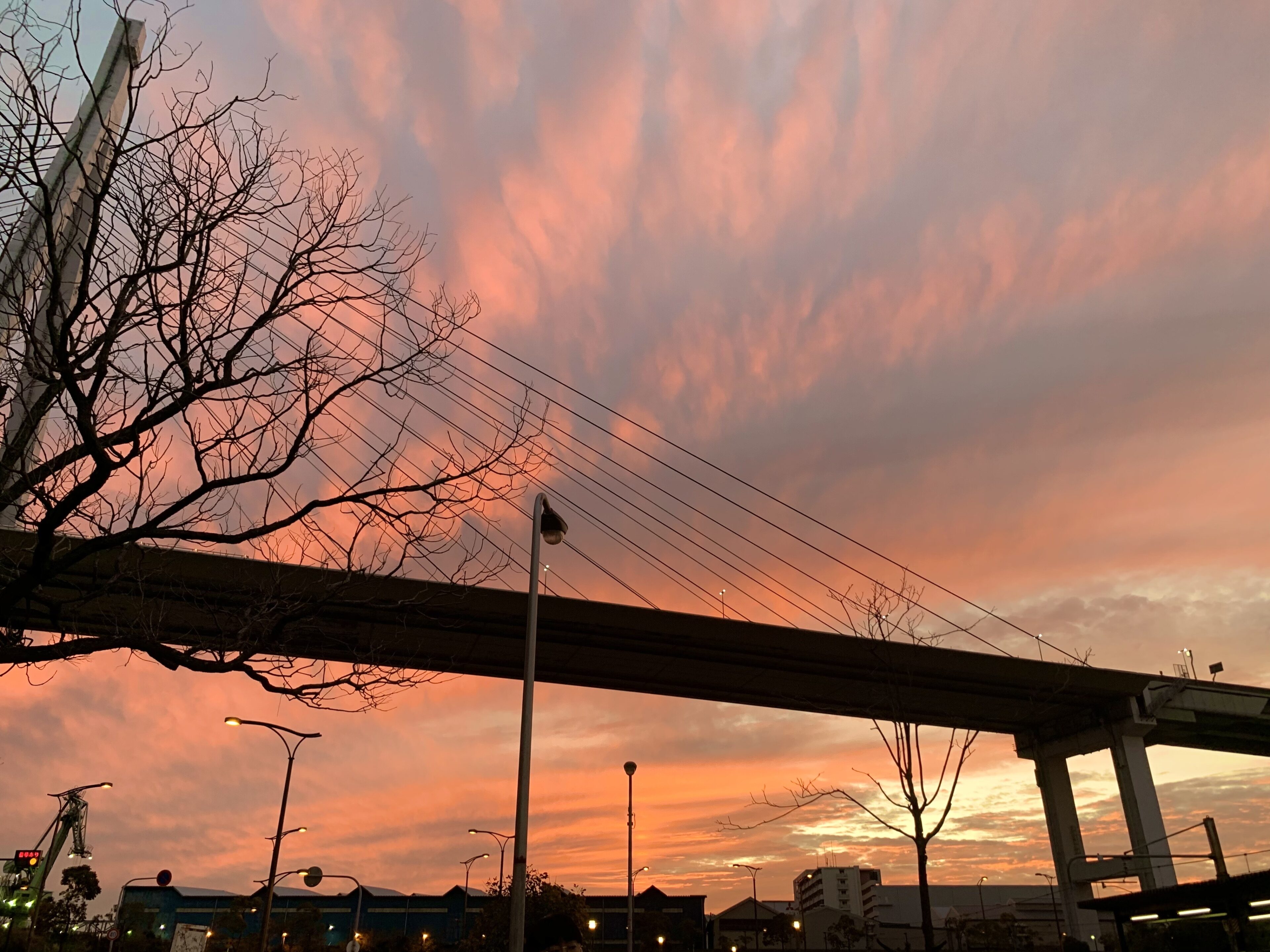 秋の空はピンク色？夕焼けを見た双子のやりとりに思わずクスッとした話