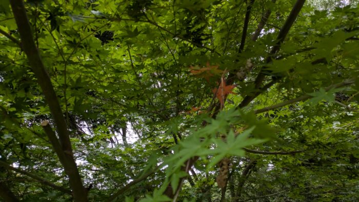 秋になるとなんだか落ち込む？季節の変わり目に心が疲れるママ・パパへ
