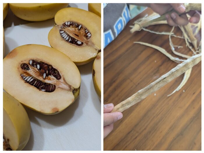 田舎ならでは？息子たちがもらってきた「謎の実」の正体とは