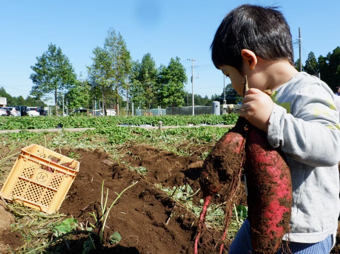 掘って・もらって・また増える！秋の「さつまいも生活」を楽しもう